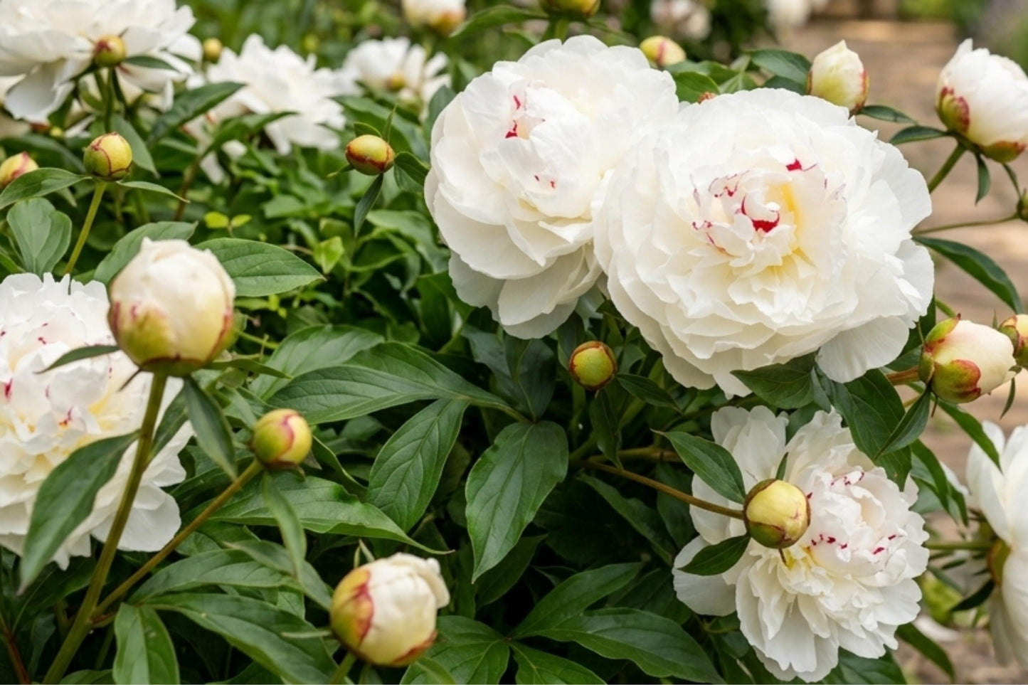 Festiva Maxima Double Peony Bare Root Plant - Live Perennial Flower Bulb - Paeonia lactiflora 'Festiva Maxima' - Fragrant Blooms