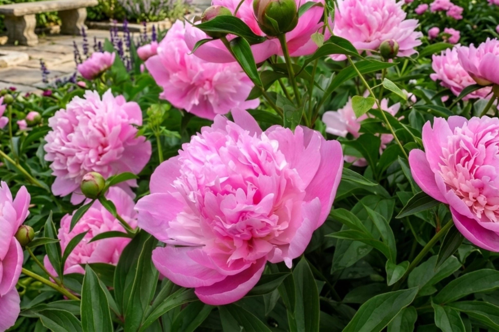 Sarah Bernhardt Peony Bulb - Double Flower Perennial - Paeonia lactiflora 'Sarah Bernhardt' - Bare Root Plant for Garden