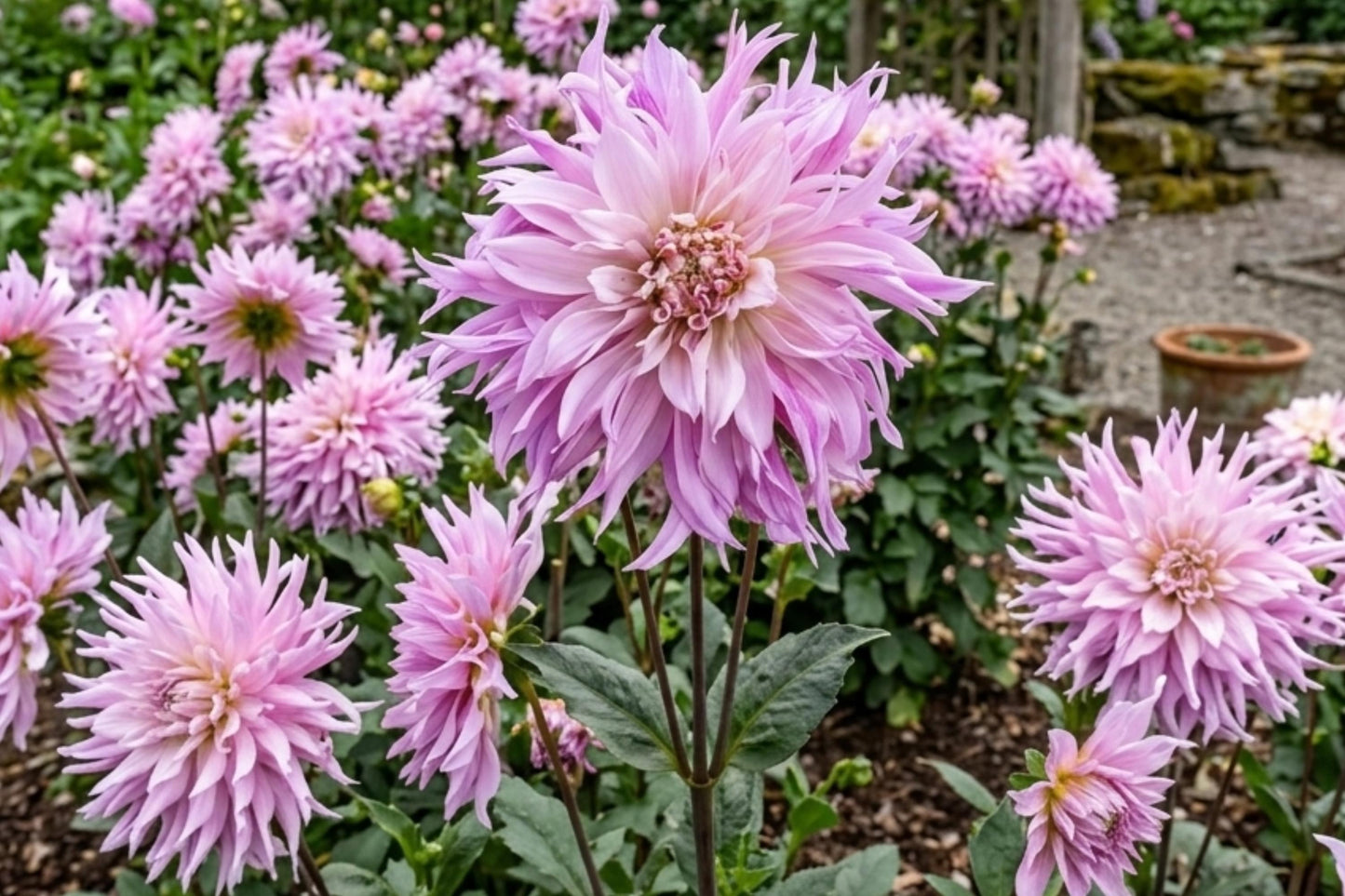 Dinnerplate Dahlia Bulb Tuber Clump - Labyrinth Two Tone - Dahlia pinnata - Premium Flower Bulbs for Garden & Cuttings