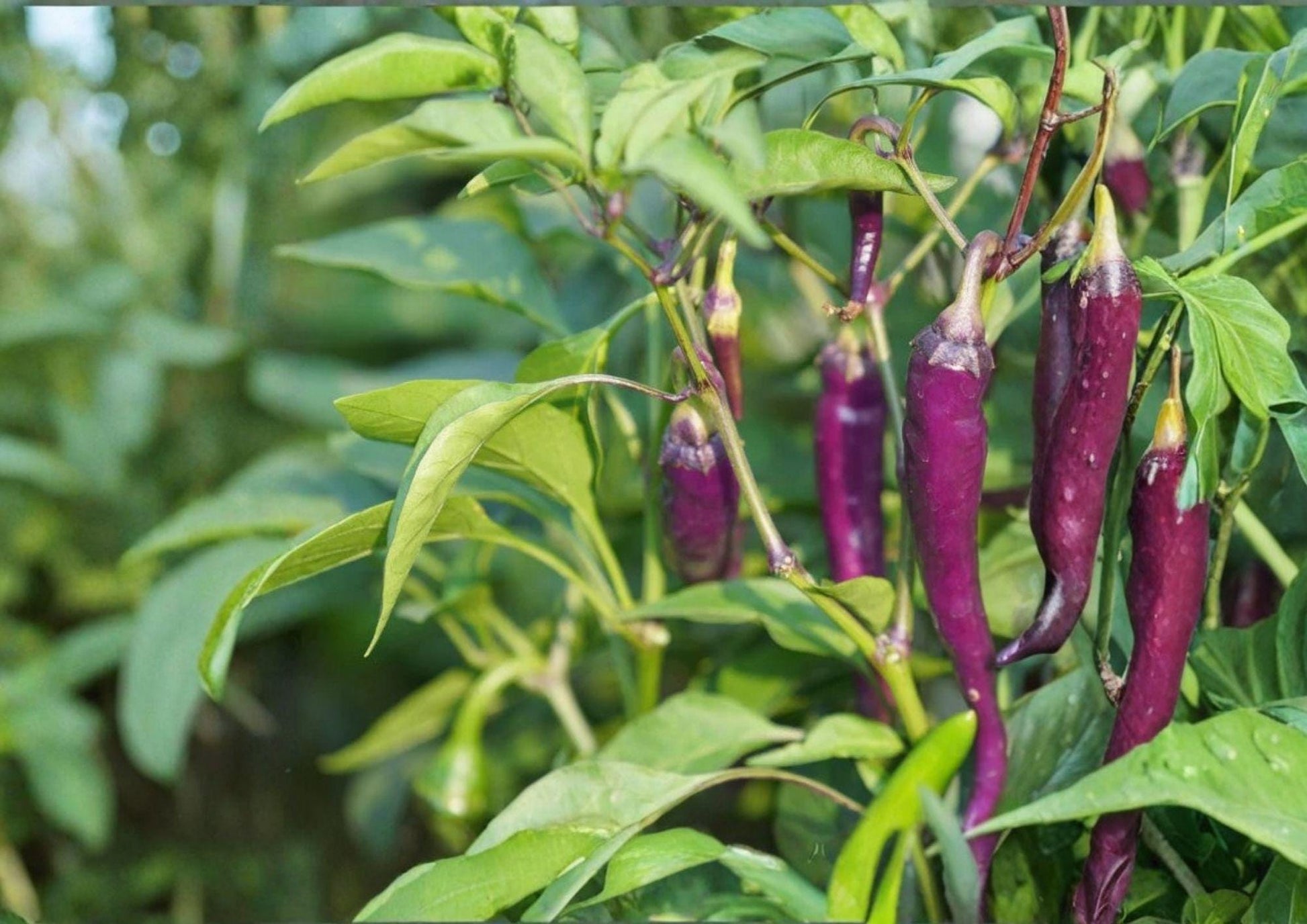 Purple Cayenne Pepper Seeds - 50+ Heirloom Non-GMO Fresh Hot Pepper Seeds for Garden Planting - Capsicum annuum
