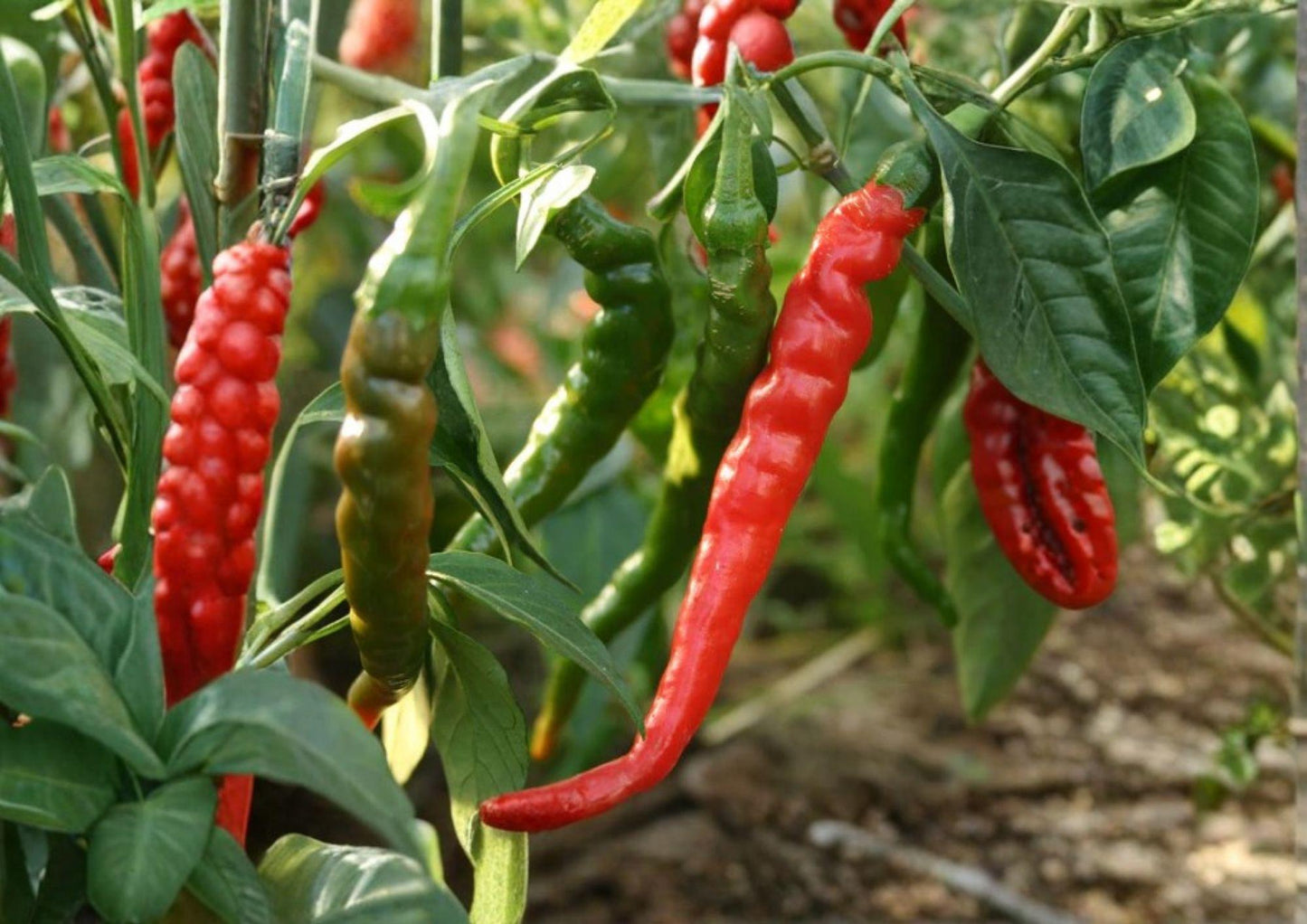 Cayenne Pepper Seeds - 50+ Heirloom Non-GMO Thin Spicy Chili Pods - High Yield Variety (Capsicum annuum)