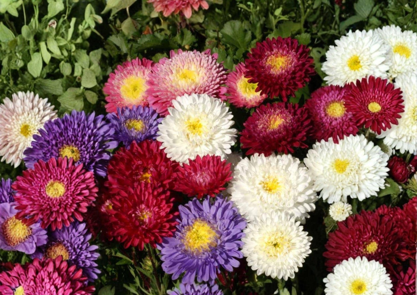 China Aster Seeds Rainbow Mix - 500+ Colorful Non-GMO Open Pollinated Flower Seeds for Vibrant Garden Blooms