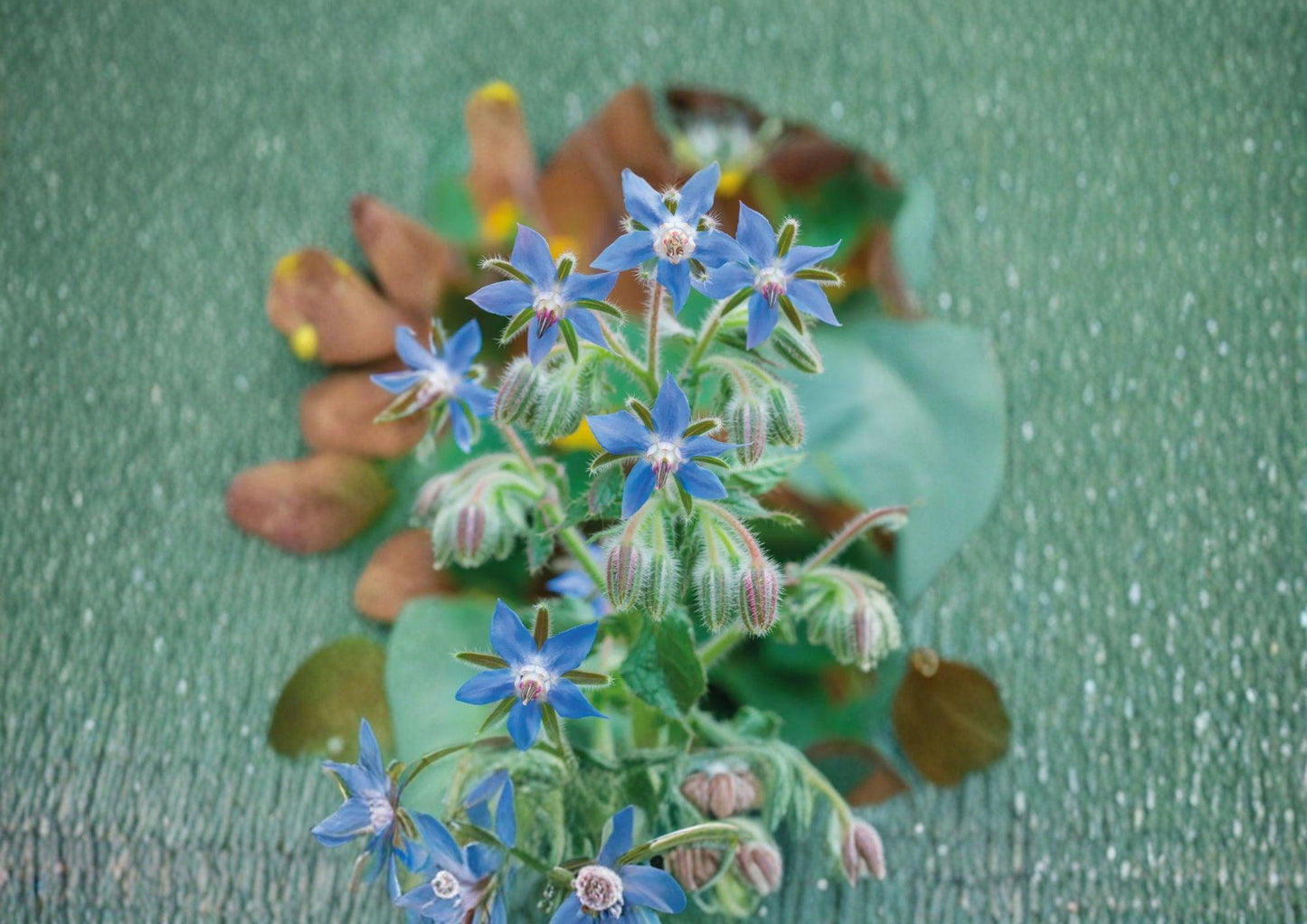 Borage Herb Seeds - 100+ Heirloom Non-GMO Edible Flower Pollinator Friendly Medicinal Seeds for Garden Planting