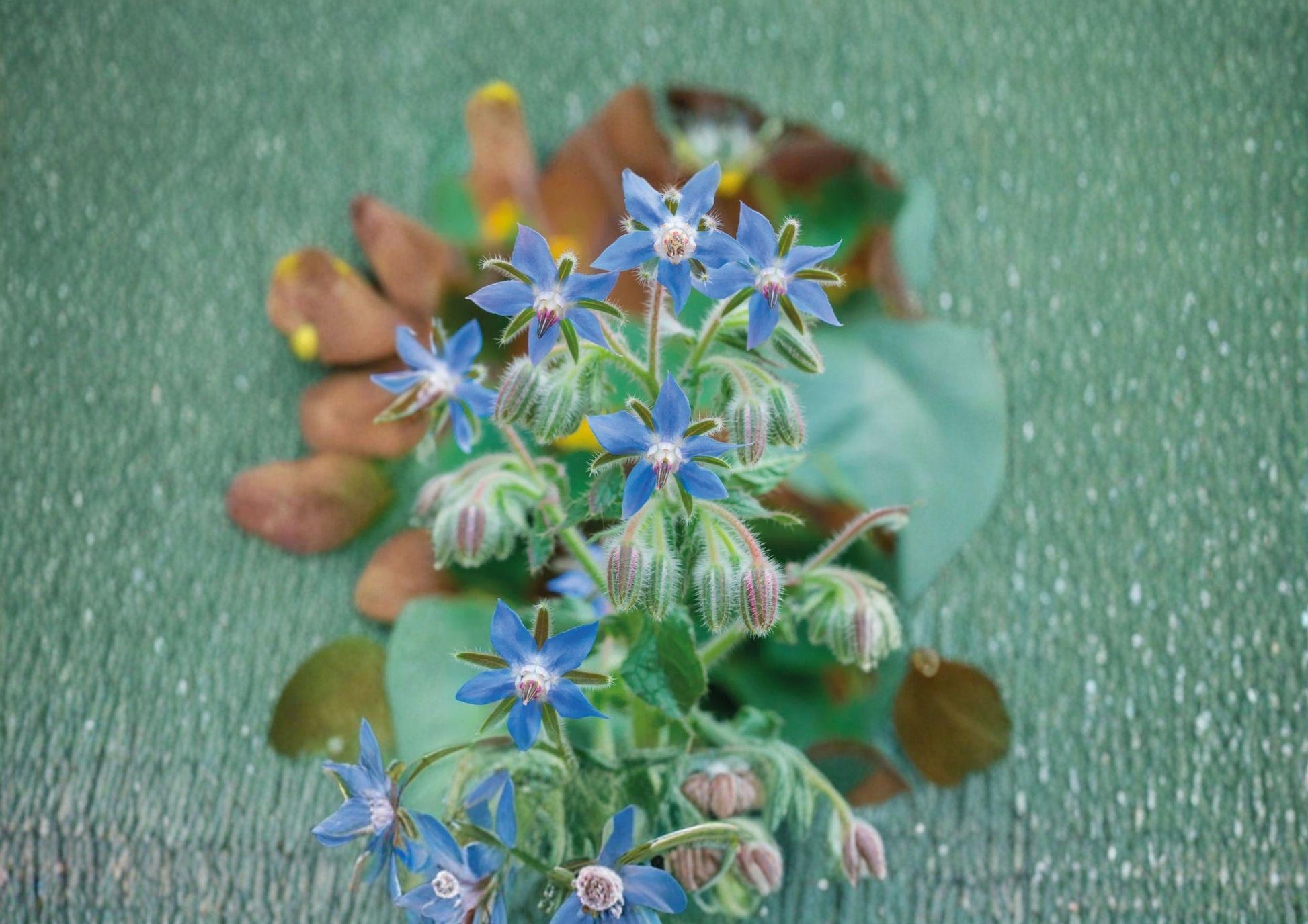 Borage Herb Seeds - 100+ Heirloom Non-GMO Edible Flower Pollinator Friendly Medicinal Seeds for Garden Planting