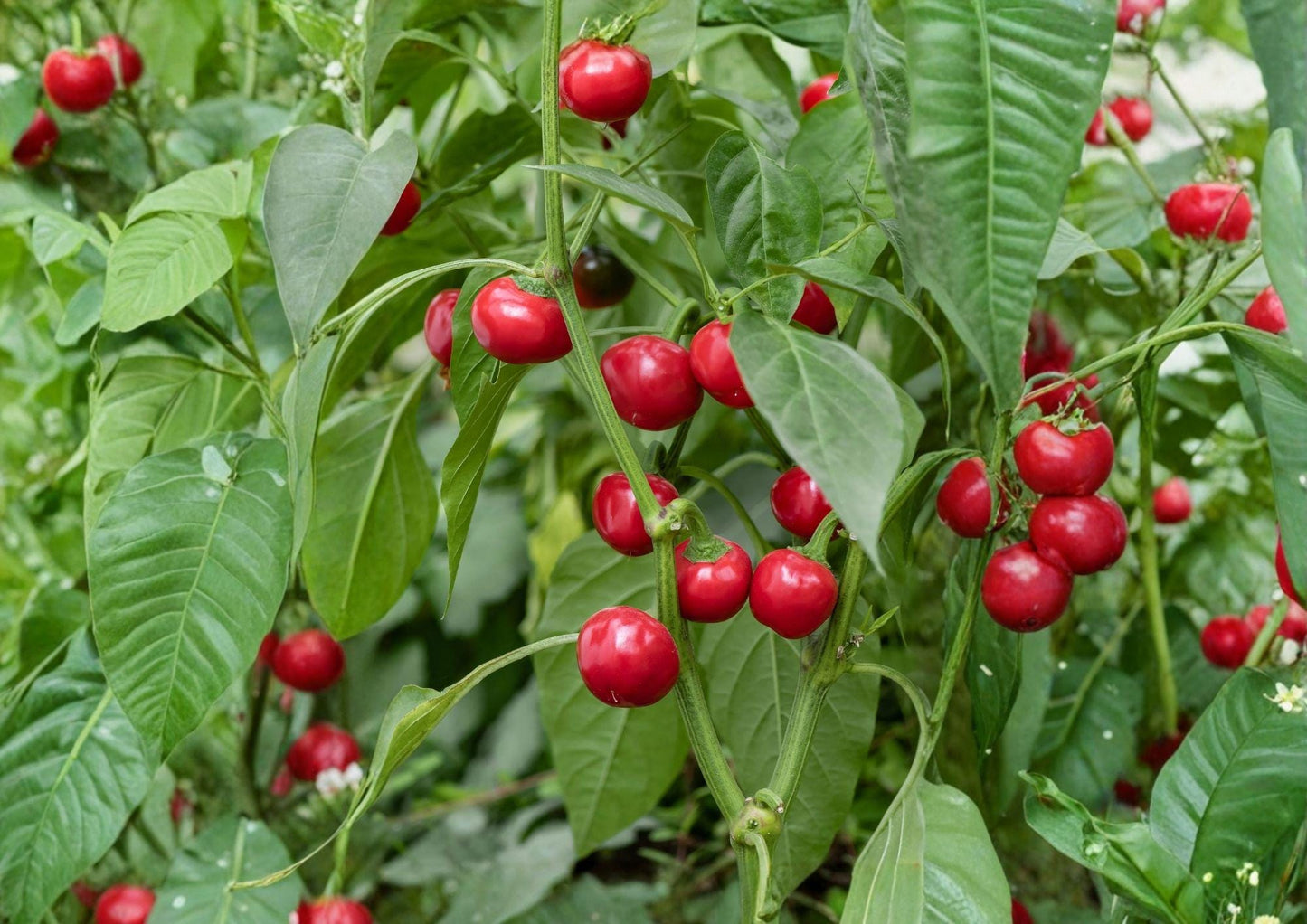 Red Cherry Hot Pepper Seeds - 150+ Heirloom Organic Non-GMO Pimenta Seeds for High Yield Garden Planting - Spicy Cherry Peppers