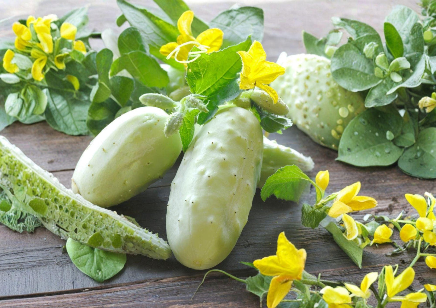 White Wonder Cucumber Seeds - 100+ Heirloom Non-GMO Rare Vegetable Seeds for Garden Planting (Cucumis sativus)