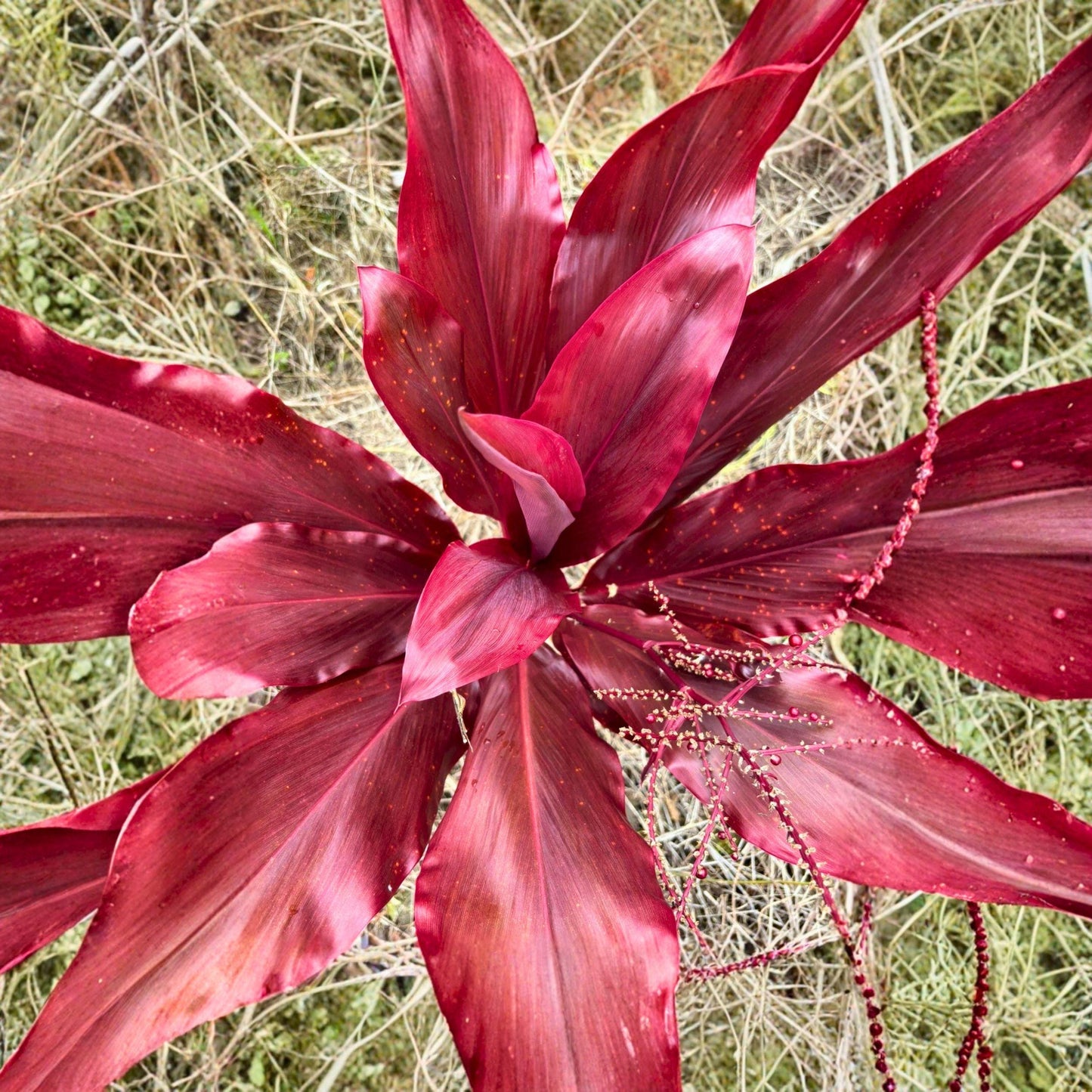 Cordyline fruticosa Cuttings - 6" Lilinoe Red Ti Leaf Logs for Propagation - Tropical Foliage Plant Starter