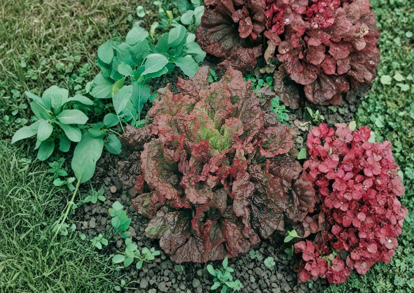 Ruby Red Lettuce Seeds 500+ Heirloom Vegetable Seeds for Garden Planting, Deep Red Tender Loose Leaf - New Harvest Quality