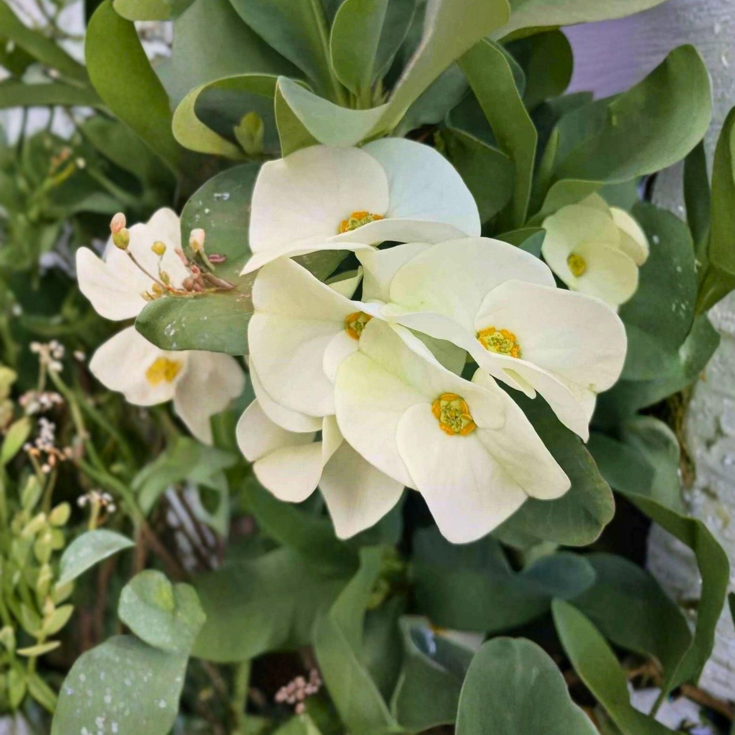 White Crown of Thorns Cutting | Euphorbia milii Succulent Starter Plant | Live Unrooted Propagation Cutting