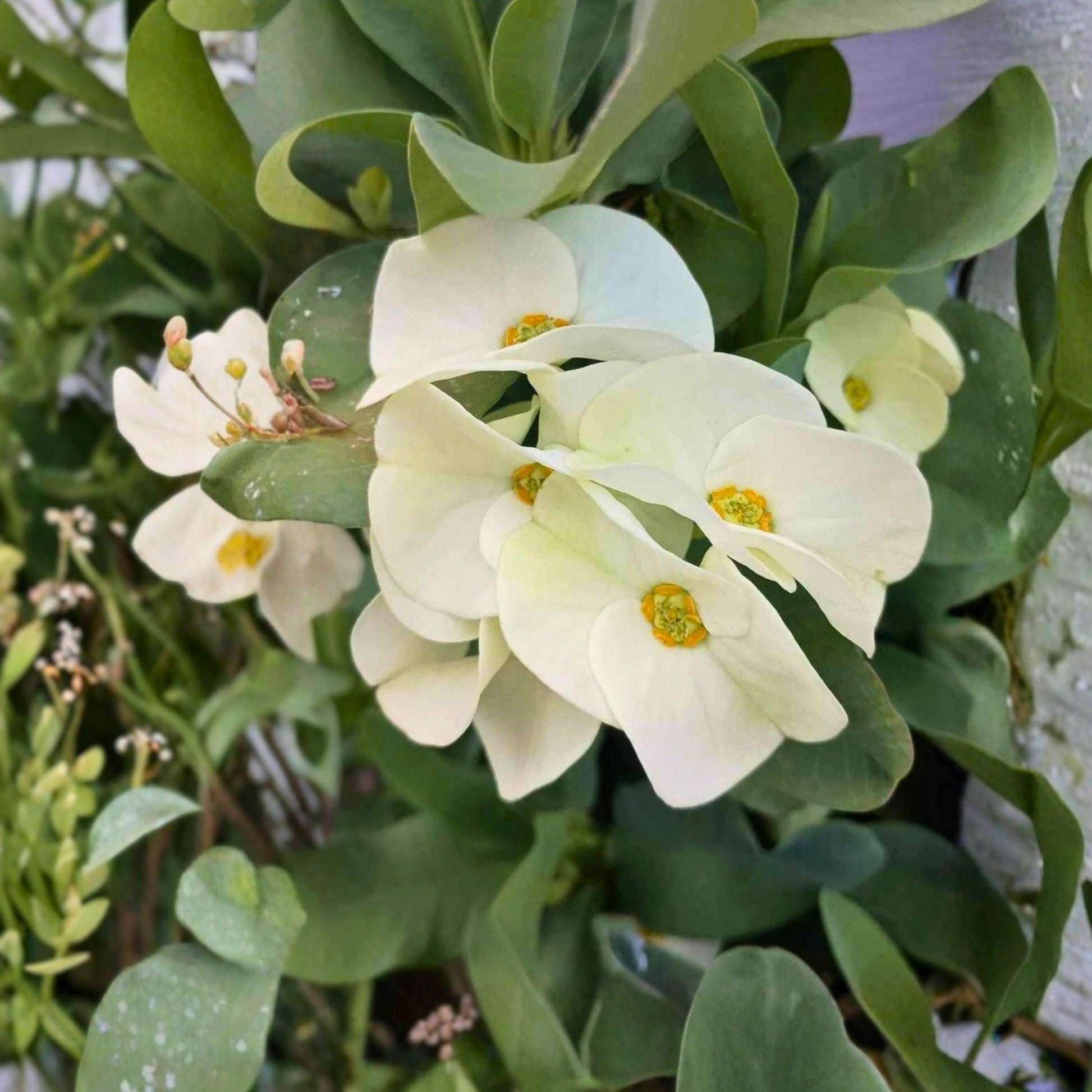 White Crown of Thorns Cutting | Euphorbia milii Succulent Starter Plant | Live Unrooted Propagation Cutting