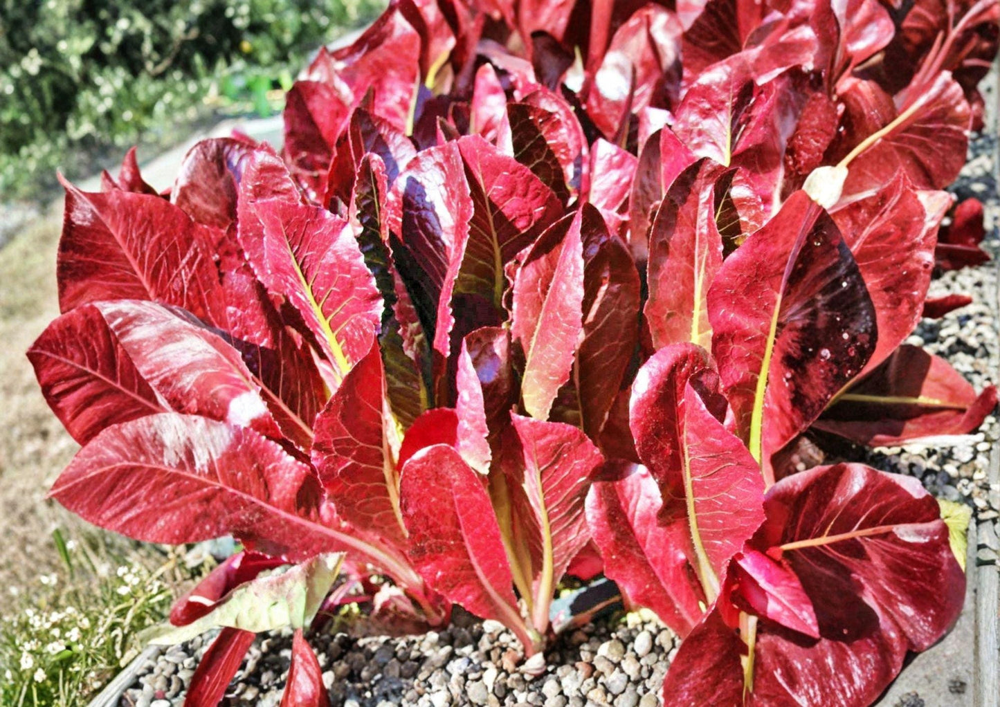 Super Red Romaine Lettuce Seeds - 500+ Rare Heirloom Cos Vegetable Seeds for Garden Planting, Crisp Deep Red Salad Green