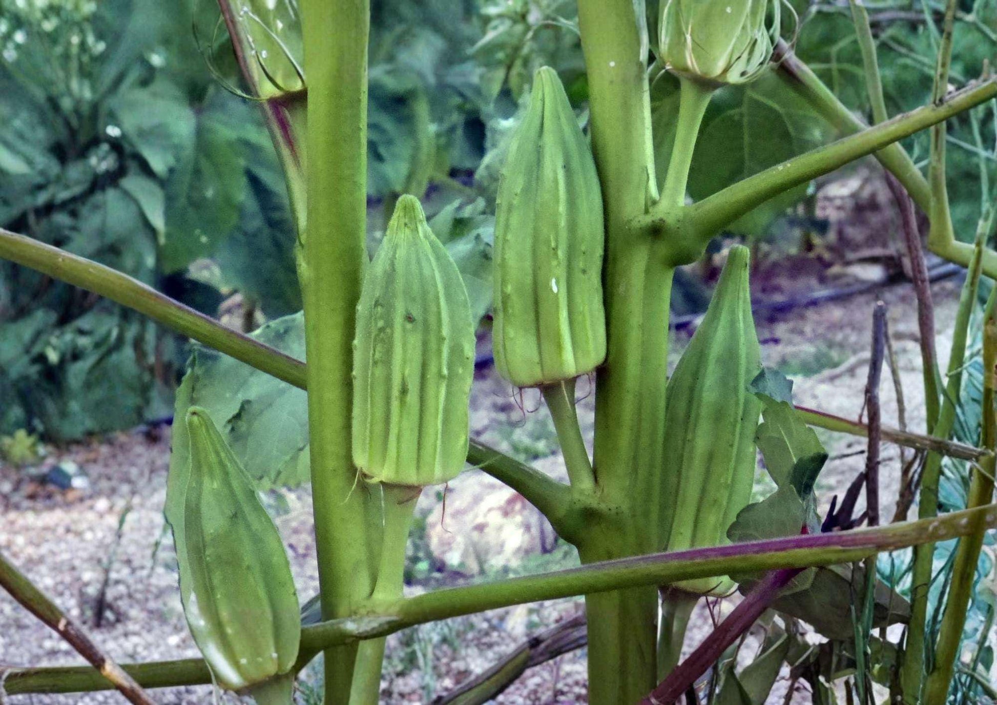 Blondy Okra Seeds - 50+ Rare Heirloom Vegetable Seeds for Garden Planting, Spineless Pale Green Pods - AAS Winner