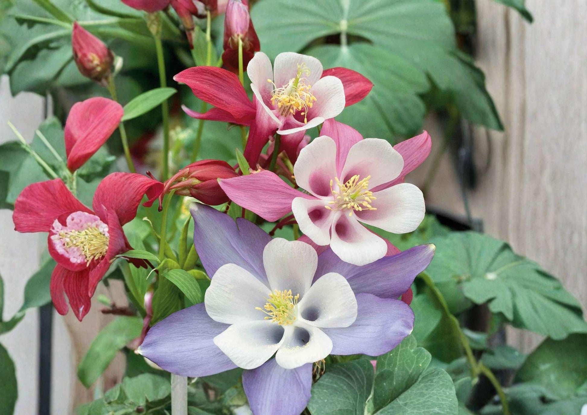 McKana Giants Columbine Seeds - 200+ Perennial Mix Colorful Flower Seeds for Garden Planting, Aquilegia Varieties