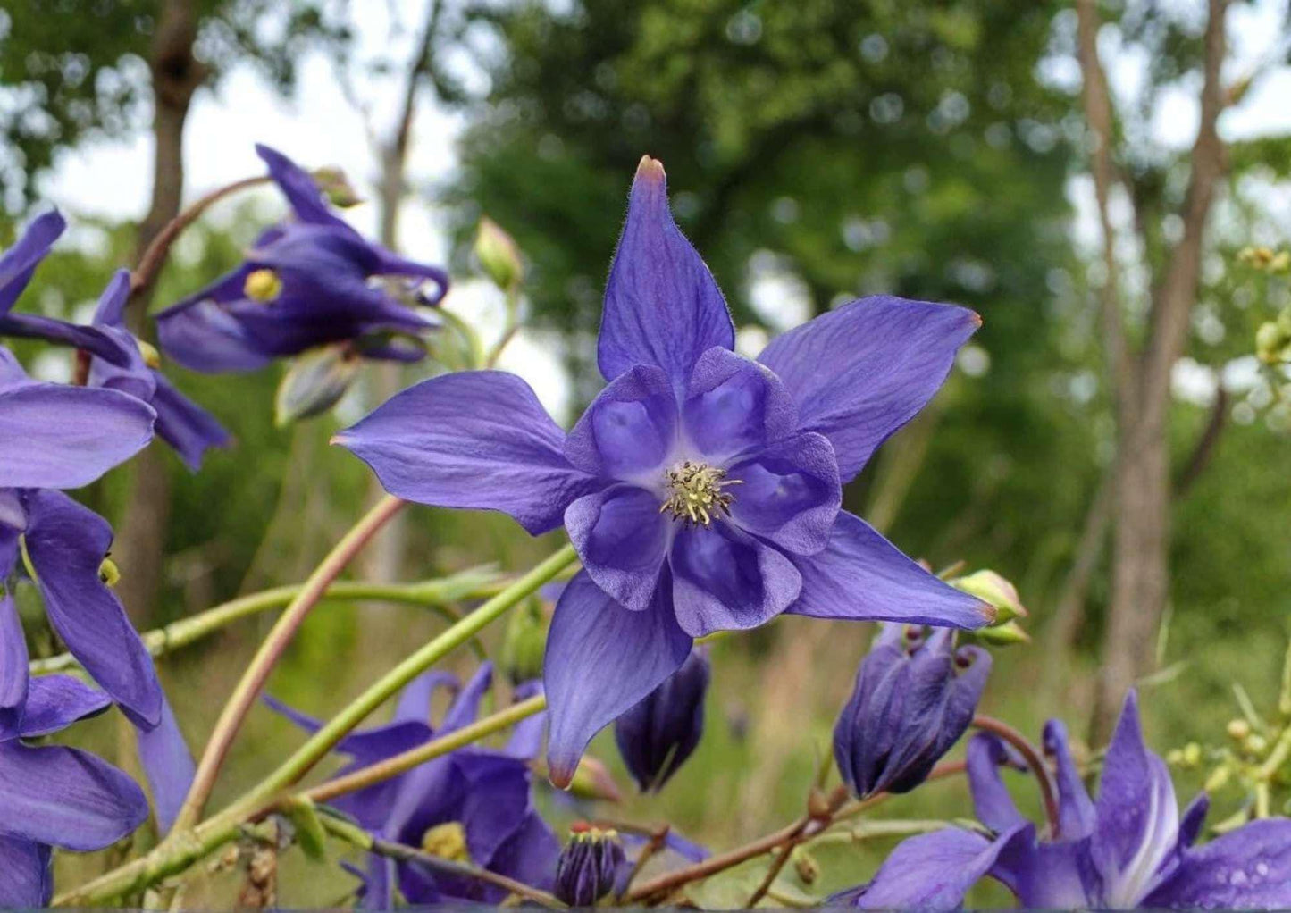 Double Columbine Seeds - 200+ Granny’s Bonnet Mix - Colorful Perennial Flower Seeds for Shade Garden - Aquilegia