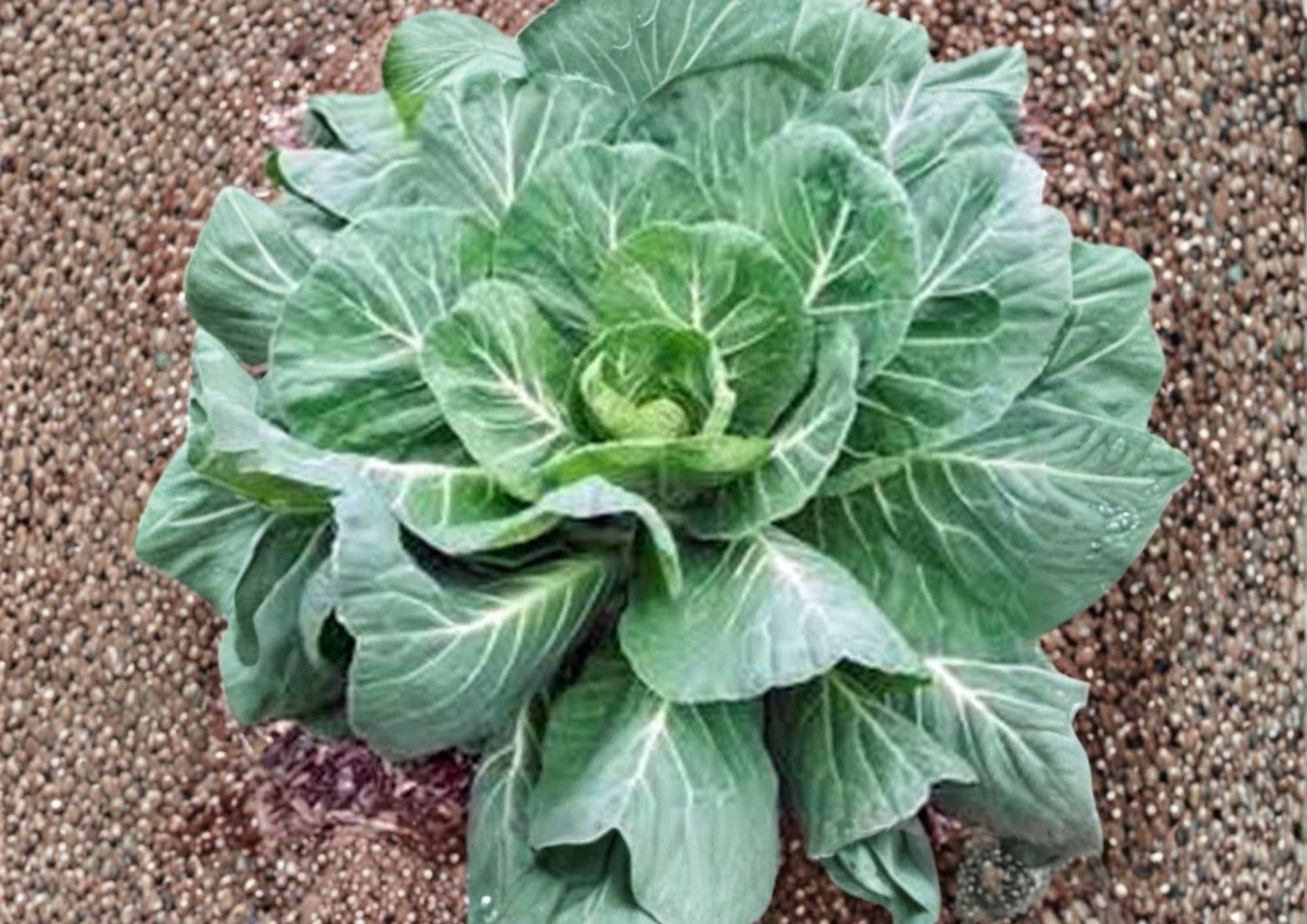 Champion Collard Greens Seeds - 200+ Heirloom Vegetable Seeds, Non-GMO, Cold Hardy Southern Greens for Garden Planting