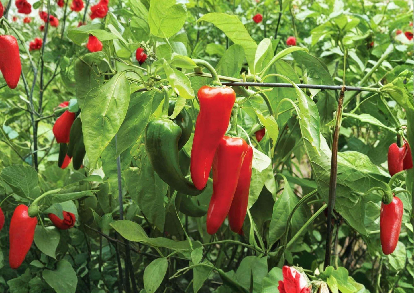 Cubanelle Sweet Frying Pepper Seeds - 50+ Heirloom Vegetable Seeds - Mild Italian Light Green - High Yield Gardening