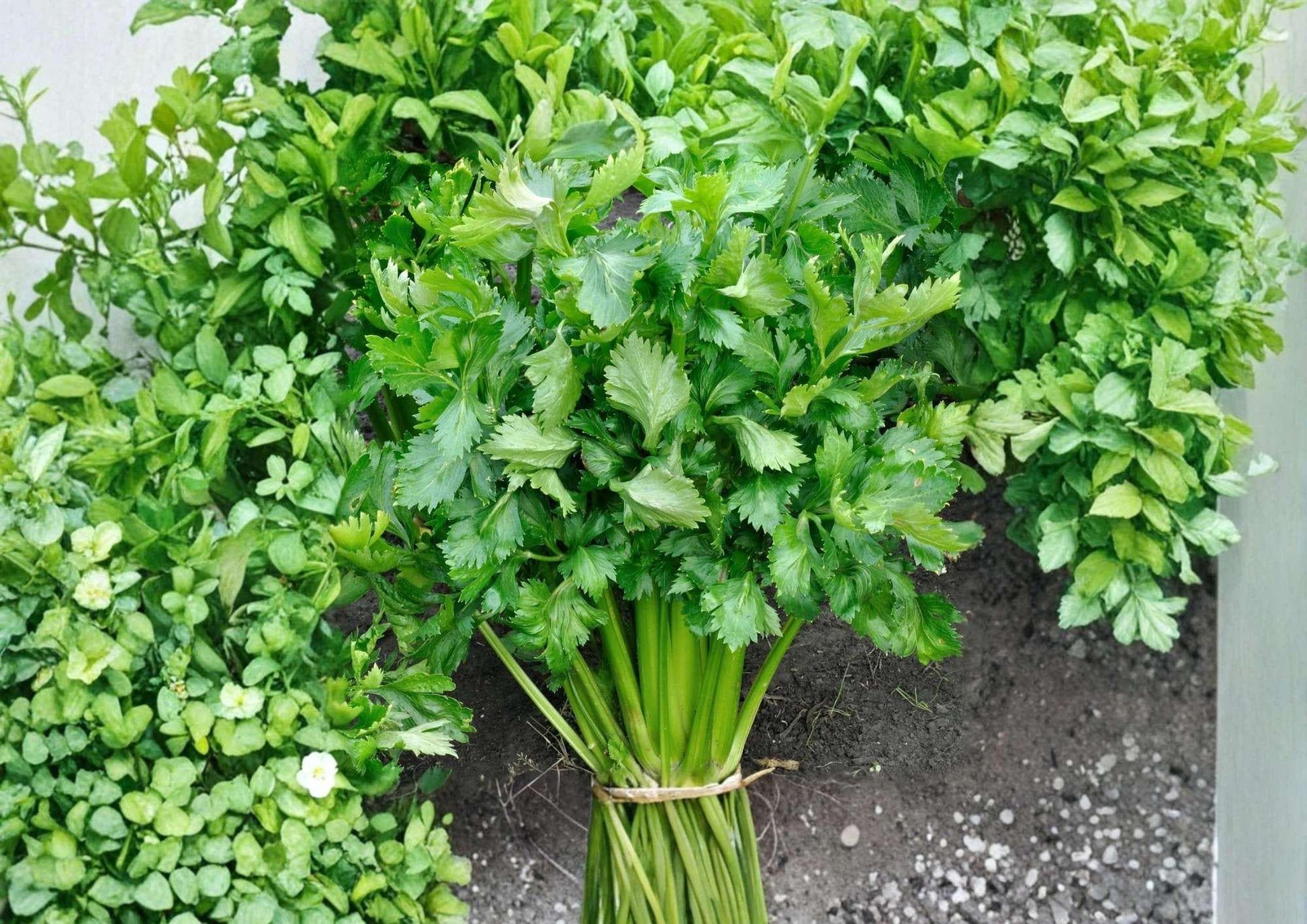 Tendercrisp Celery Seeds - 1500+ Heirloom Vegetable Seeds for Garden Planting, Crisp Stringless High Yield Variety