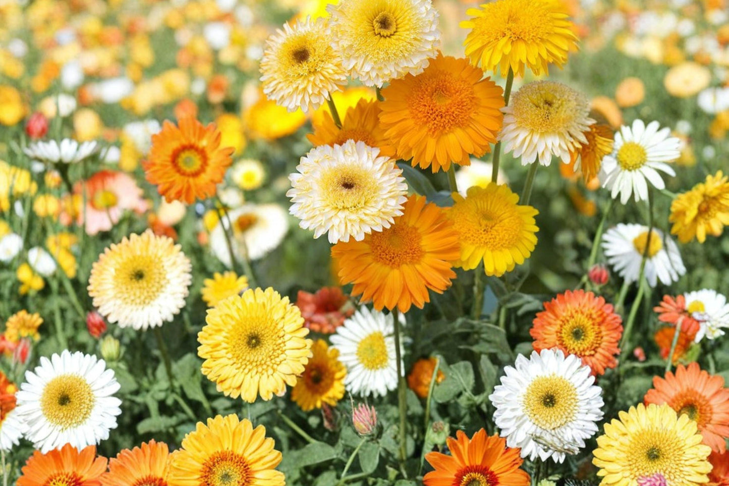 Calendula Seeds 250 Count - Pacific Beauty Mix, Orange Yellow Red - Calendula officinalis - Annual Flower for Garden & Container