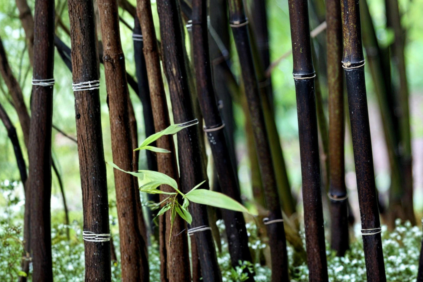 Black Bamboo Seeds 100 Count - Phyllostachys nigra - Ornamental Grass with Dark Culms for Privacy Screening and Landscaping