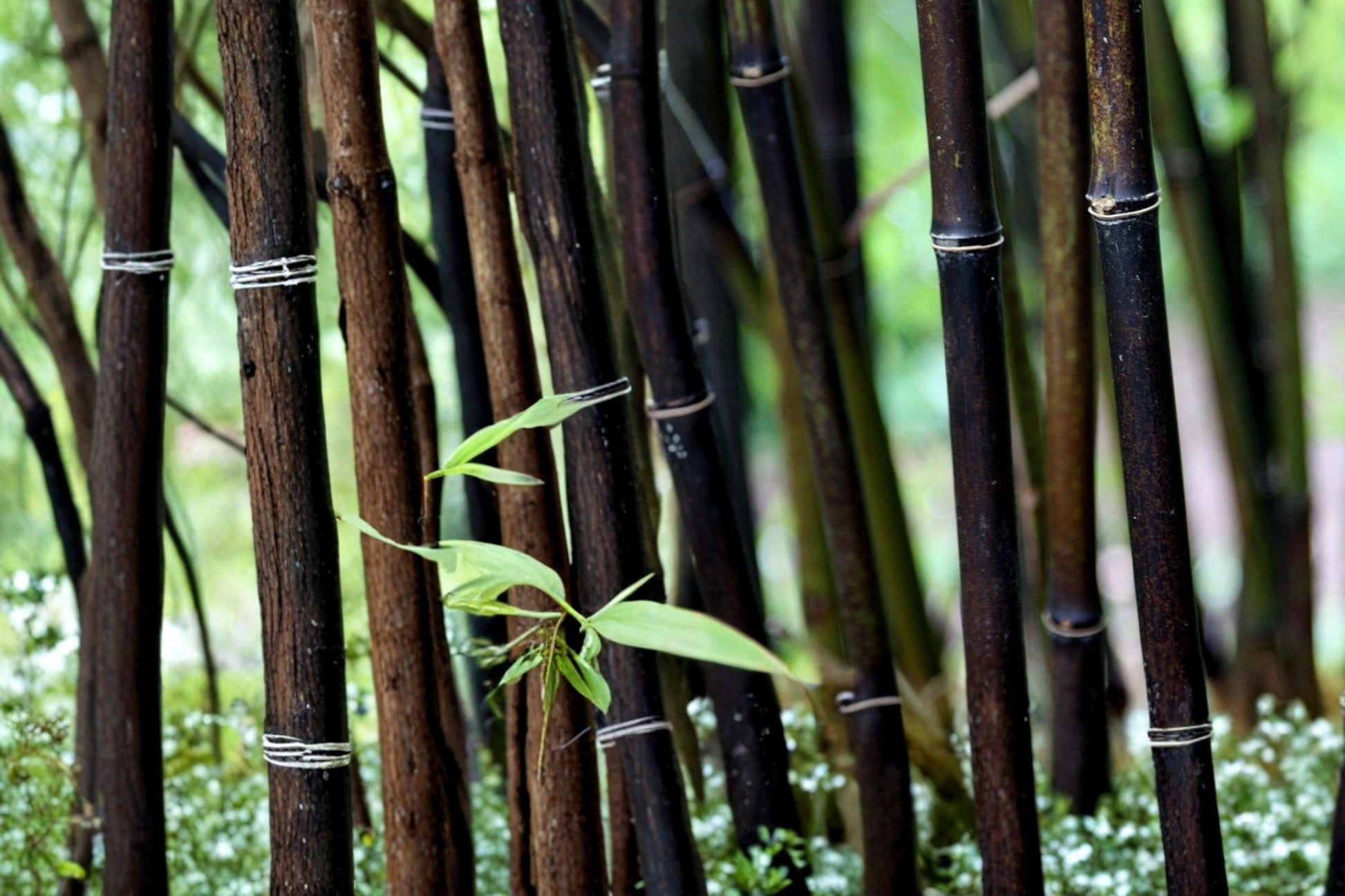 Black Bamboo Seeds 100 Count - Phyllostachys nigra - Ornamental Grass with Dark Culms for Privacy Screening and Landscaping