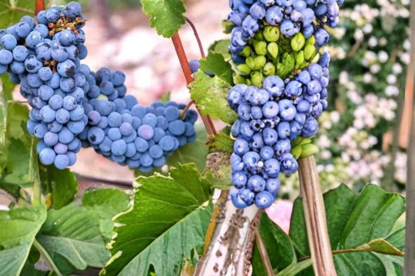 Wine Grape Vine Seeds - 50 Count Vitis vinifera - Edible Climbing Plant for Trellises & Gardens, Deciduous Fruit Vine