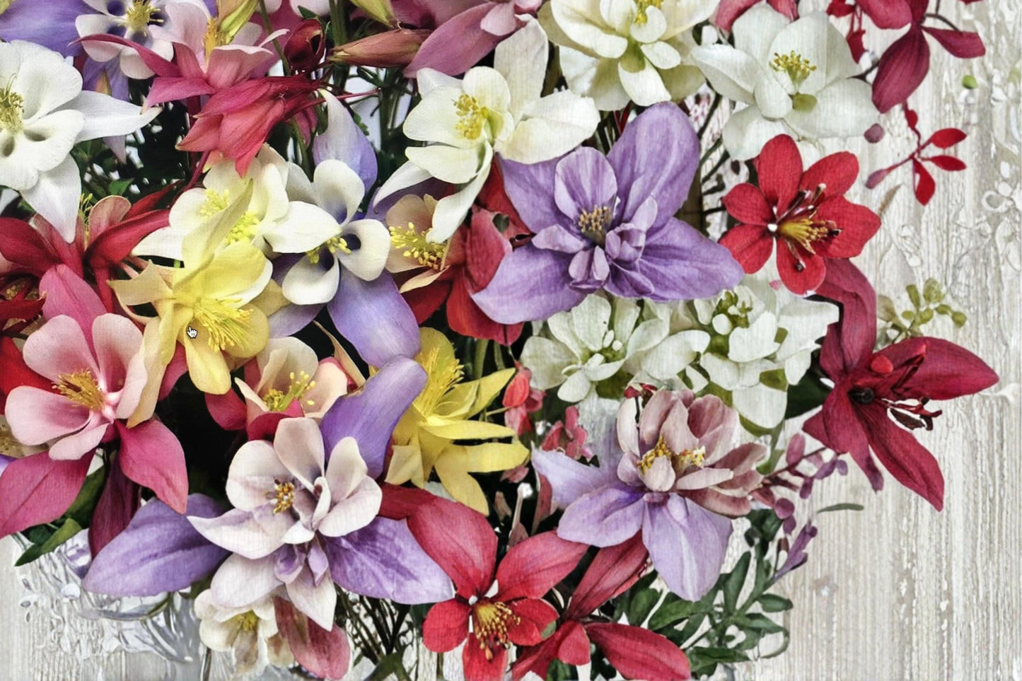 Columbine Seeds 100 Count | Aquilegia vulgaris Mix | Multicolored Spurred Blooms | Perennial Wildflower for Gardens