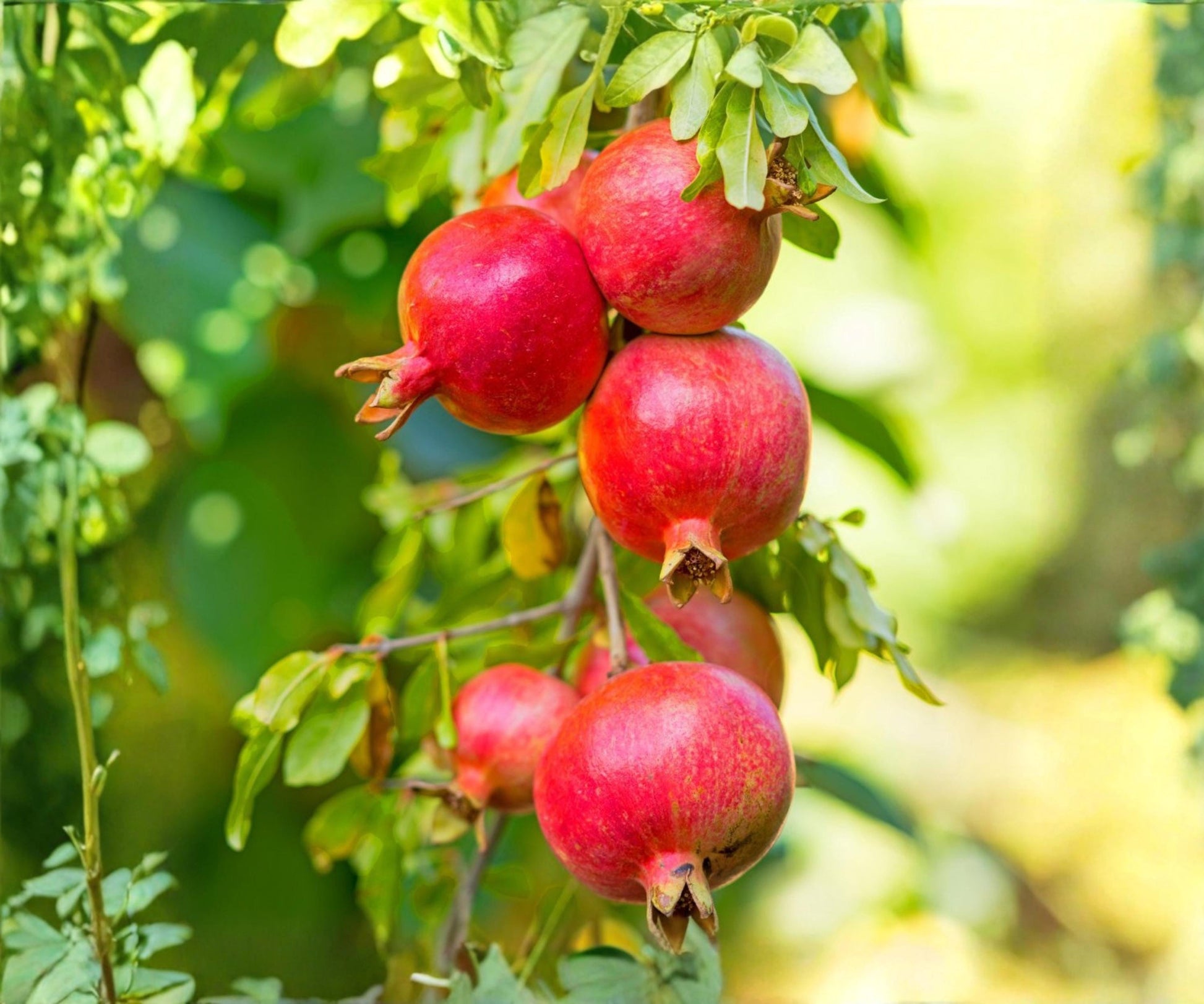 Pomegranate Live Plants Set of 4 “Wonderful” Edible Trees (Punica granatum) - Starter Plants for Outdoor Garden