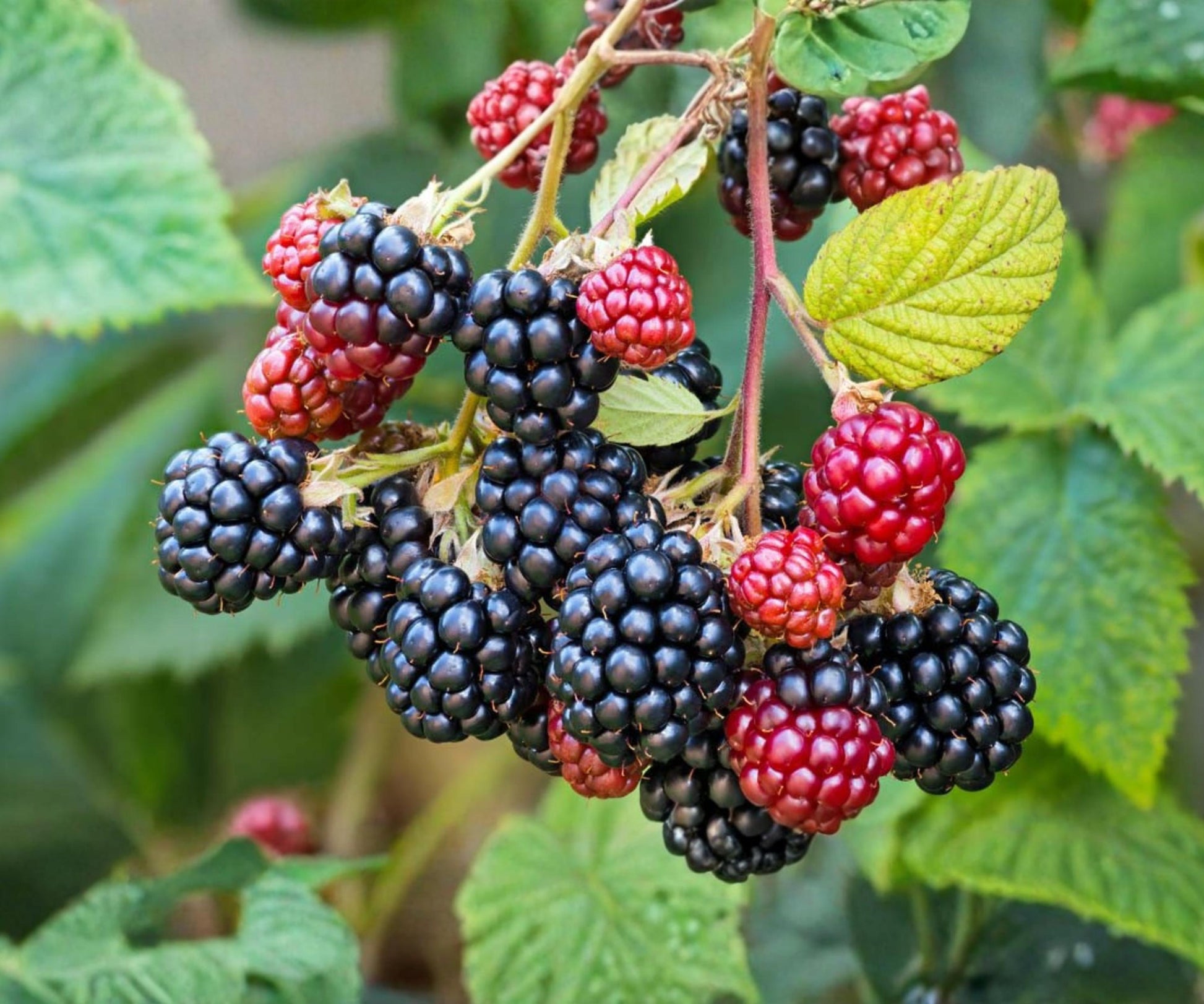 Blackberry Live Plants Set of 4 Starter Fruit Bushes, Sweet Berry Harvest, Rubus fruticosus, Outdoor Garden Edible Landscape