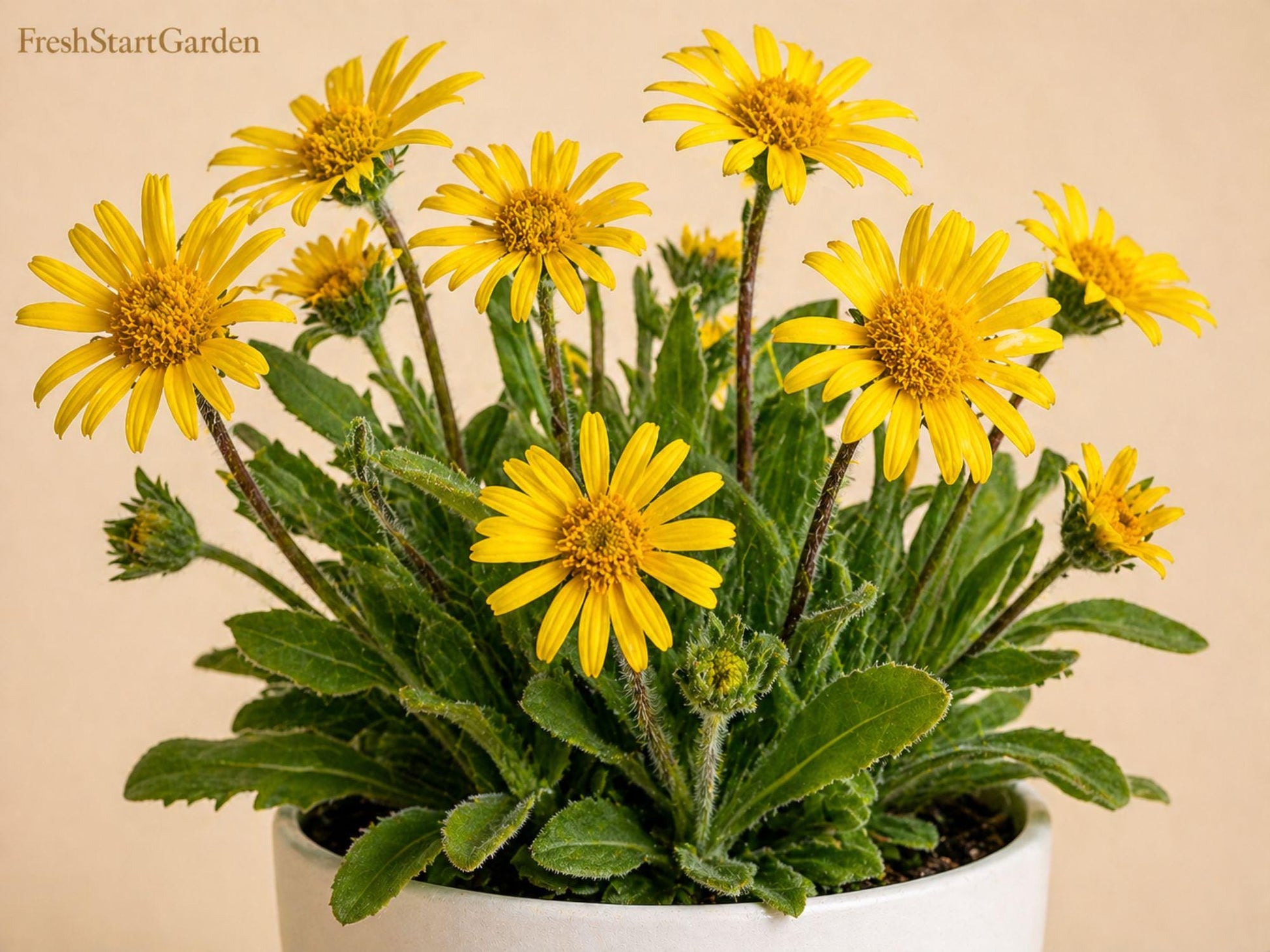 3-Pack Meadow Arnica Seeds, Heirloom Non-GMO Wildflower, Arnica chammisonis, Bright Yellow Blooms, Perfect for Garden Planting