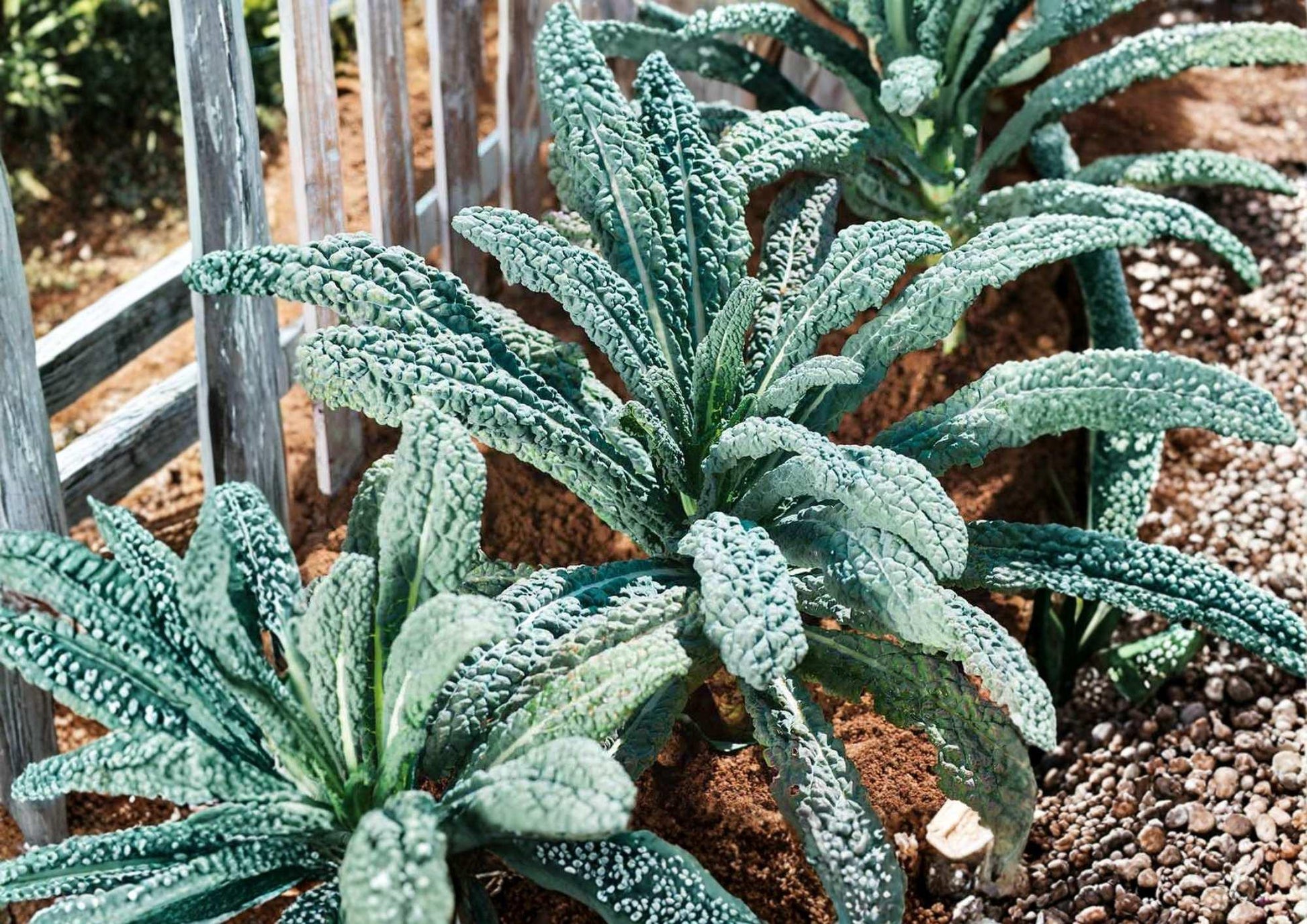 Blue Scotch Vates Kale Seeds - 9200+ Heirloom Fresh Vegetable Seeds for Garden Planting, Curled Blue Green Leaves
