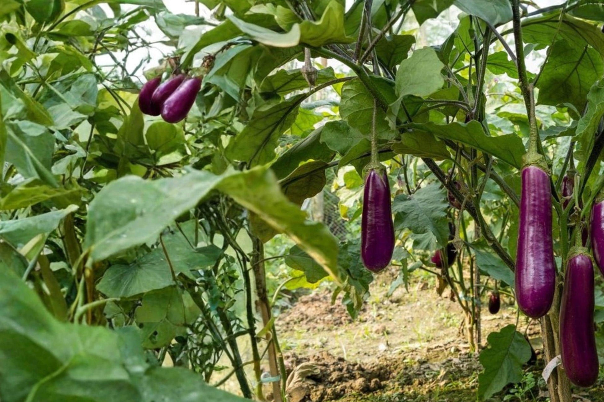 Long Purple Eggplant Seeds 50 Count - Solanum melongena - Edible Vegetable for Garden Beds & Containers, Purple Fruit