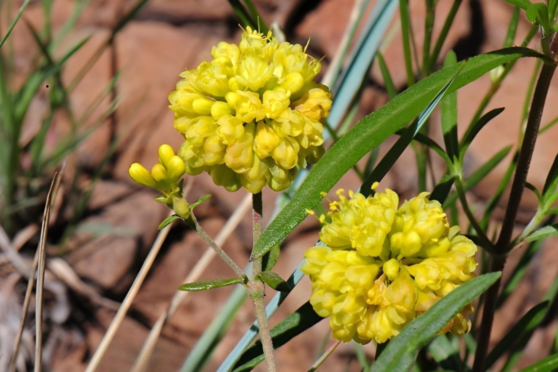 Sulfurflower Buckwheat Seeds (100) - Bright Yellow Blooms for Pollinators, Drought Tolerant (Eriogonum umbellatum)