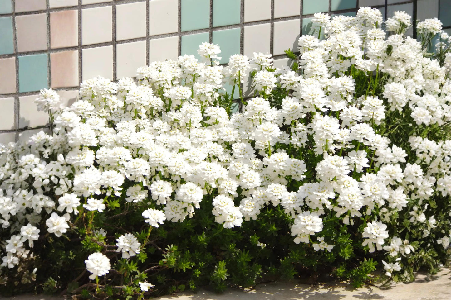 Candytuft Seeds (100) | Empress Variety | Pure White Blooms | Iberis amara | Easy to Grow for Gardens & Arrangements
