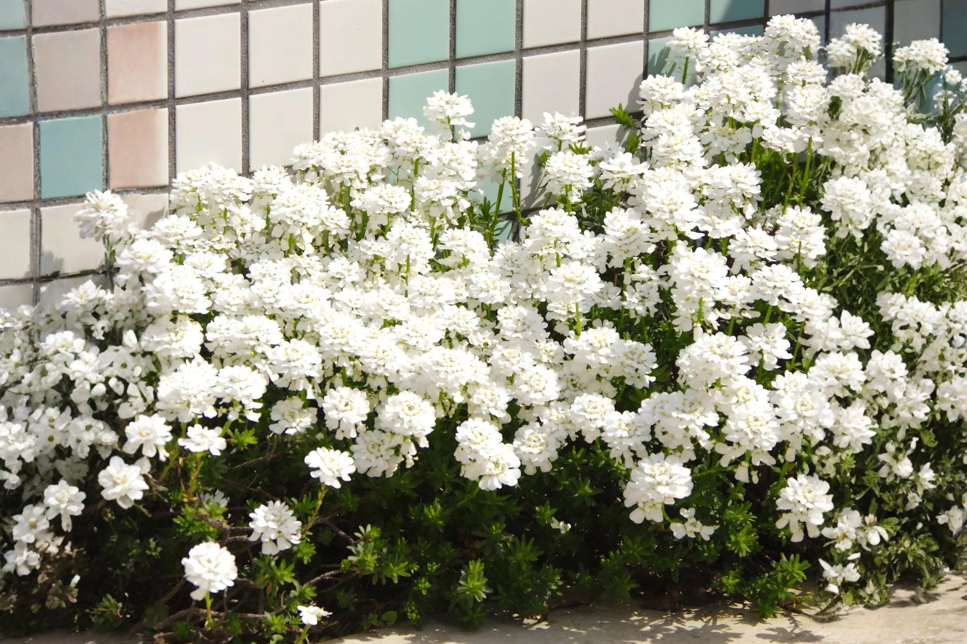 Candytuft Seeds (100) | Empress Variety | Pure White Blooms | Iberis amara | Easy to Grow for Gardens & Arrangements