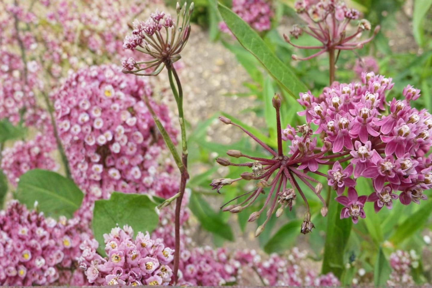 Rose Milkweed Seeds - 15 Pack - Pink Wildflower - Asclepias incarnata - Herbaceous Perennial for Wetlands and Pollinators