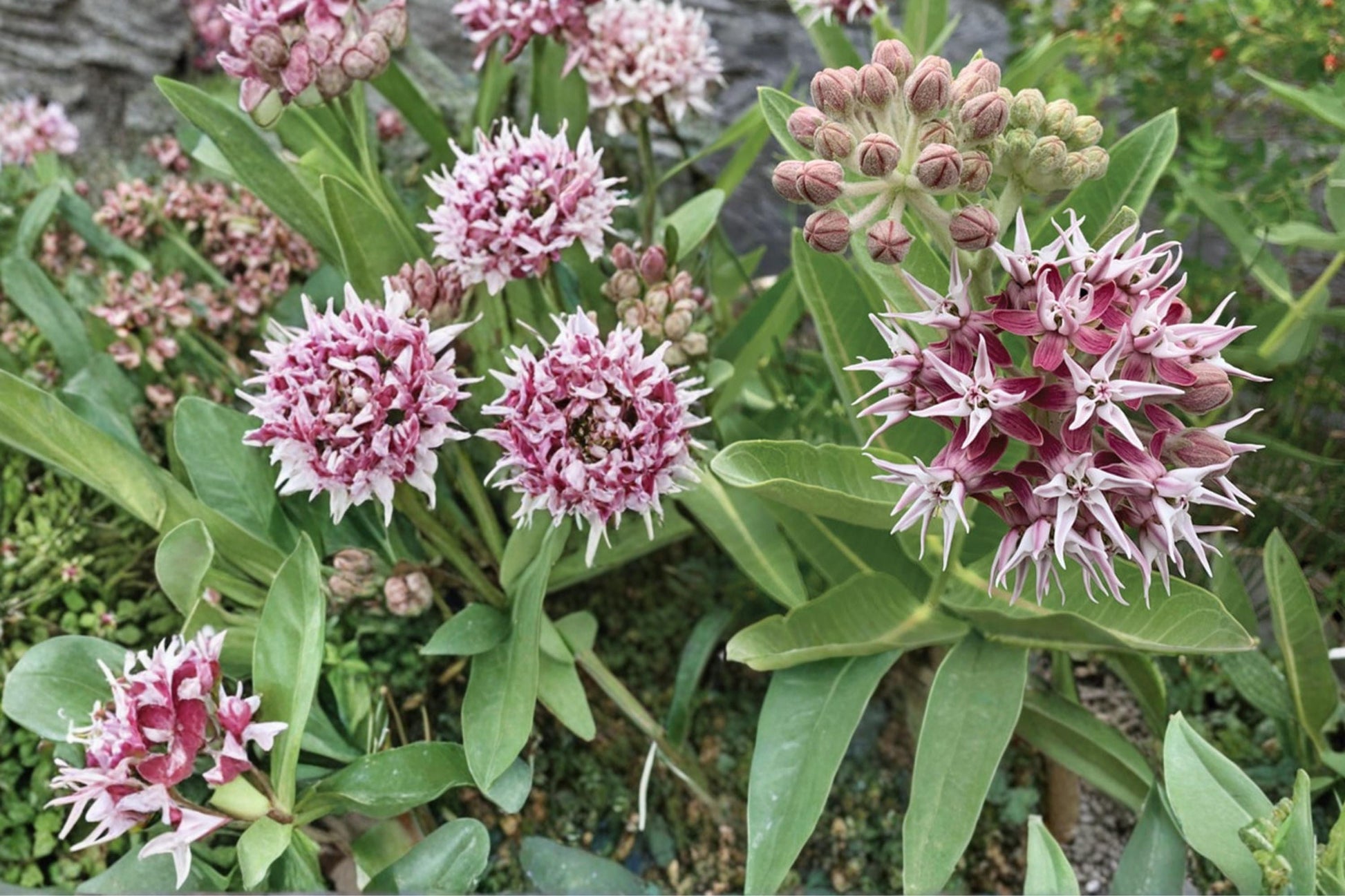 Showy Milkweed Seeds 15 Count - Pink to Lavender Flowers, Asclepias speciosa, Herbaceous Perennial, Native Pollinator Plant