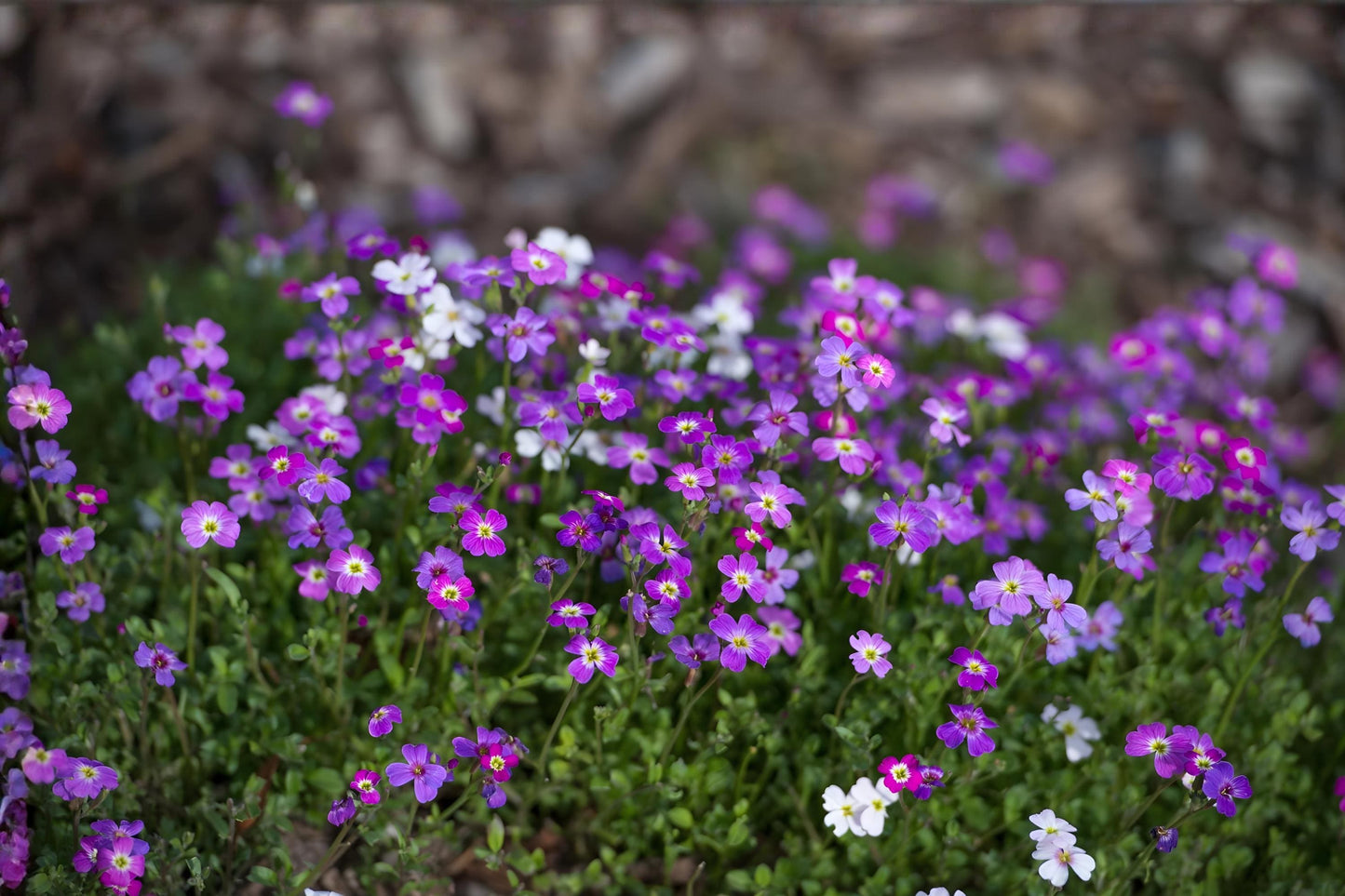 Virginia Stock Seeds (100) | Fragrant Annual Flower | Malcolmia maritima | Pastel Pink, Purple, White Blooms