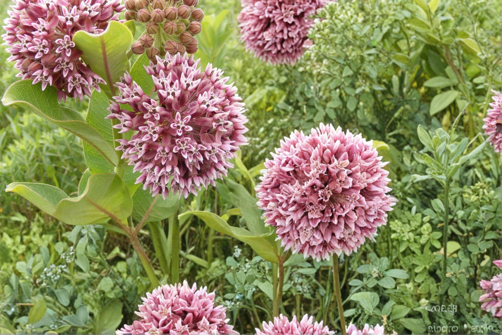 Common Milkweed Seeds 15 Count - Asclepias syriaca - Pink Wildflower for Pollinators & Prairie Gardens