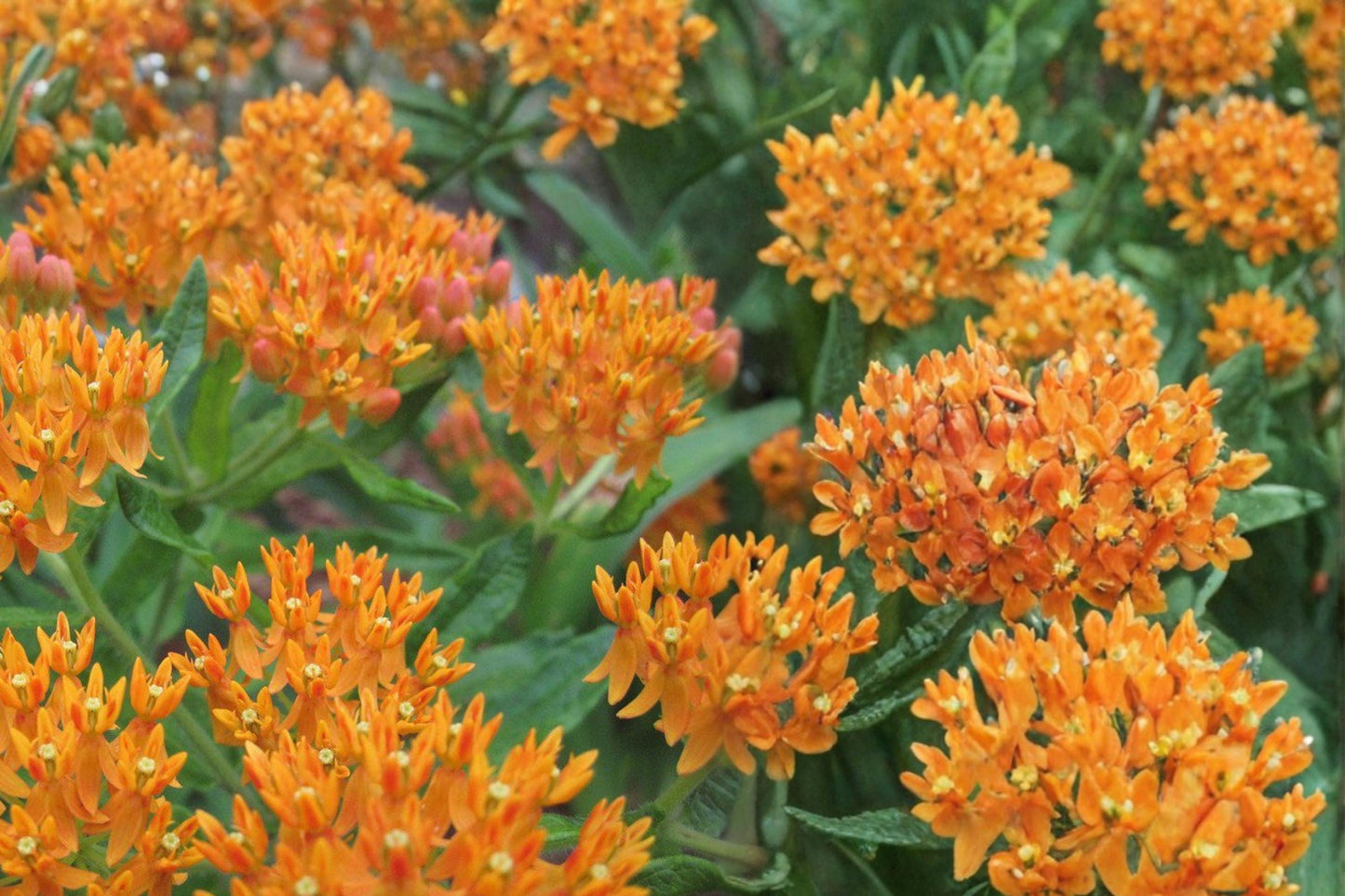 Butterfly Weed Seeds 15 Count - Orange Wildflower, Asclepias tuberosa, Perennial Plant for Prairie Gardens and Pollinators