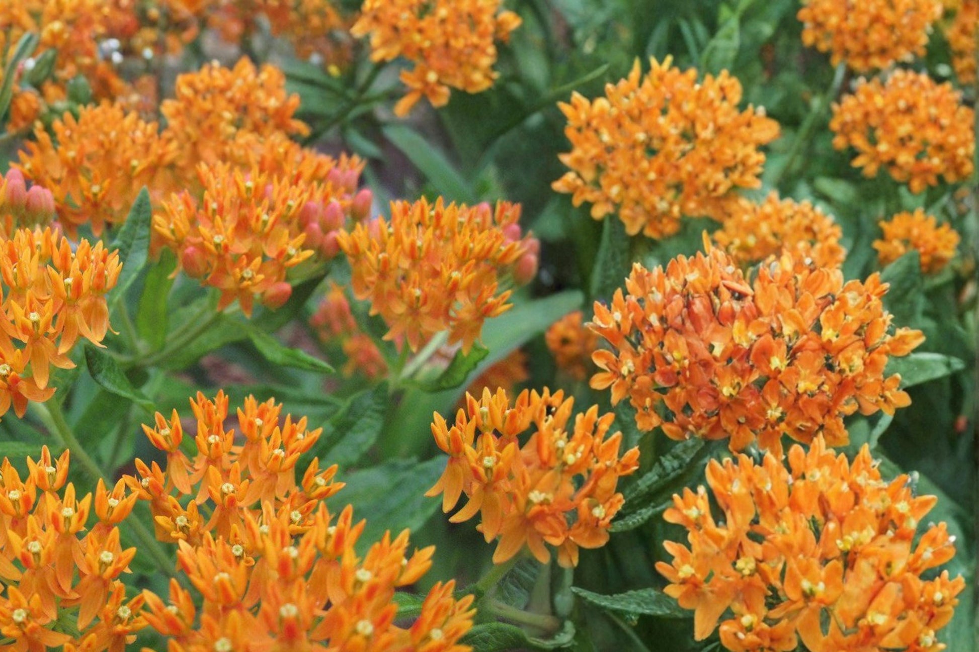 Butterfly Weed Seeds 15 Count - Orange Wildflower, Asclepias tuberosa, Perennial Plant for Prairie Gardens and Pollinators