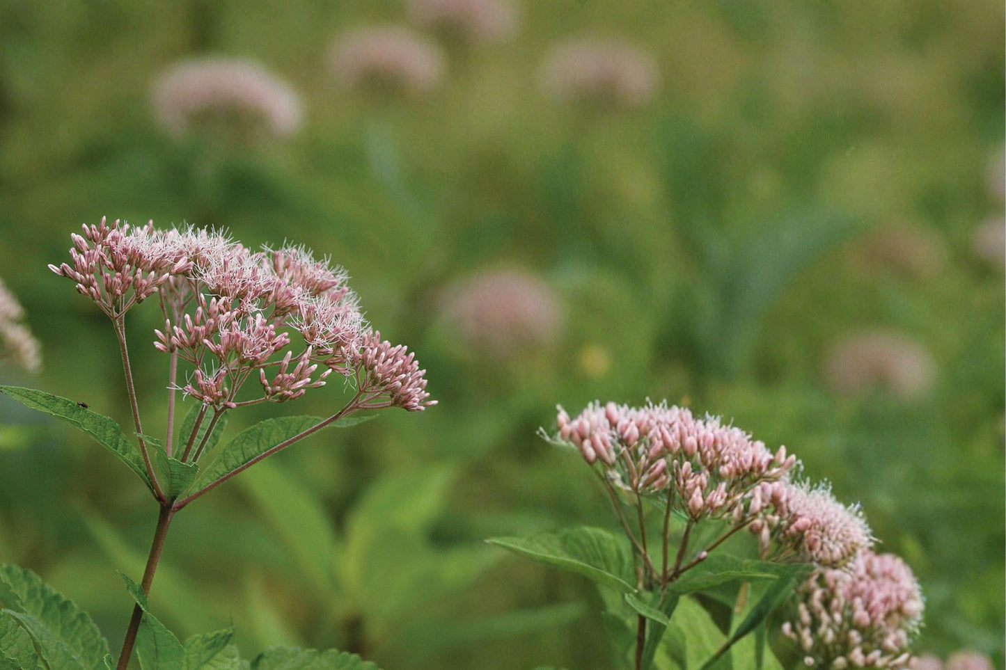Hollow Joe Pye Weed Seeds - 100 Seeds Eutrochium fistulosum - Mauve Pink Flowering Herbaceous Perennial for Meadows and Wetlands