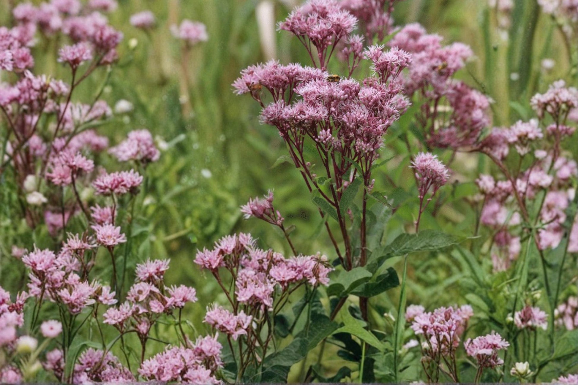 Joe Pye Weed Seeds - 100 Count - Pink to Mauve Clusters - Eutrochium maculatum - Native Herbaceous Perennial for Meadows & Borders