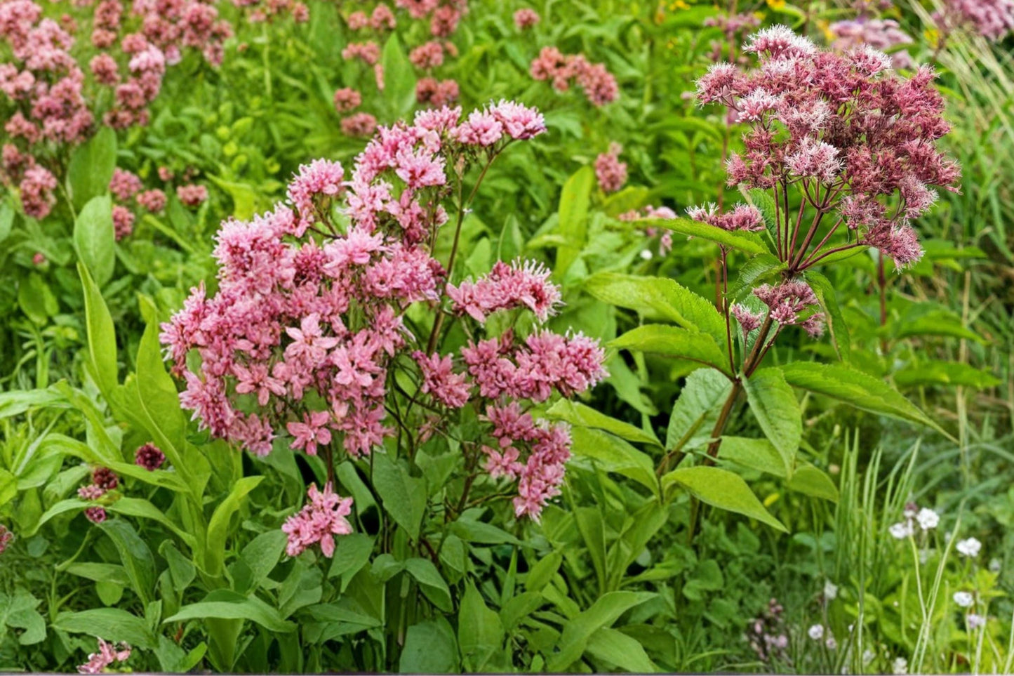 Purple Joe Pye Weed Seeds 100 Count - Eutrochium purpureum - Pink to Purple Flower Clusters - Herbaceous Perennial for Meadows