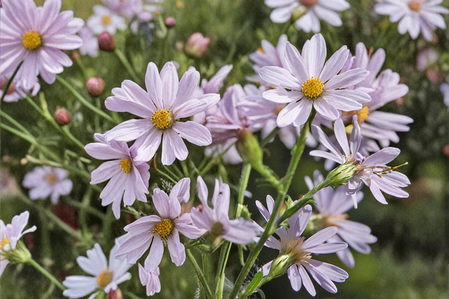 Drummond Aster Seeds - 100 Count - Lavender Purple Wildflower - Symphyotrichum drummondii - Native Perennial for Prairie Gardens