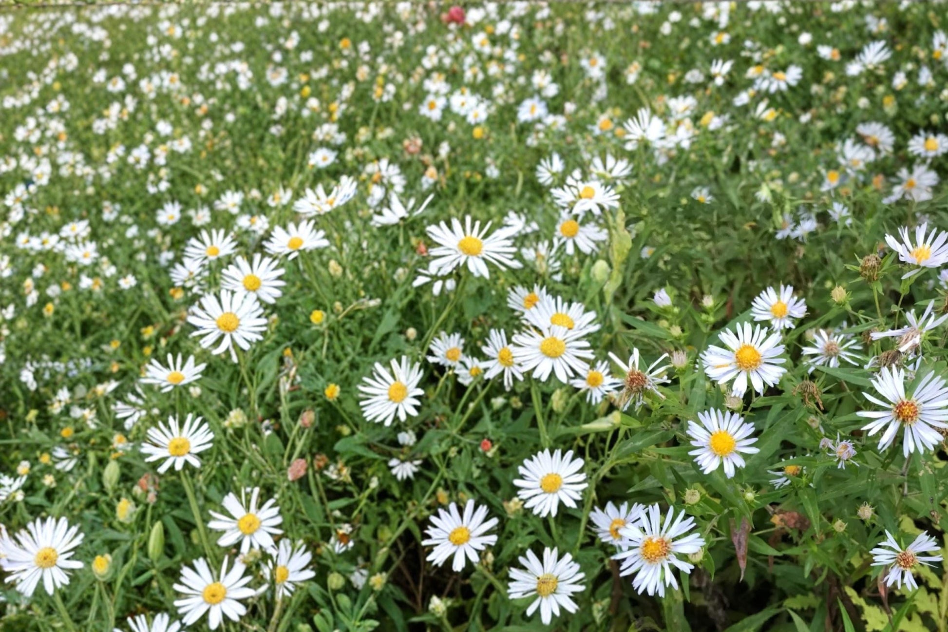 Shining Aster Seeds 100 Count - Symphyotrichum firmum - Pale Lavender to Blue Flowers - Native Herbaceous Perennial