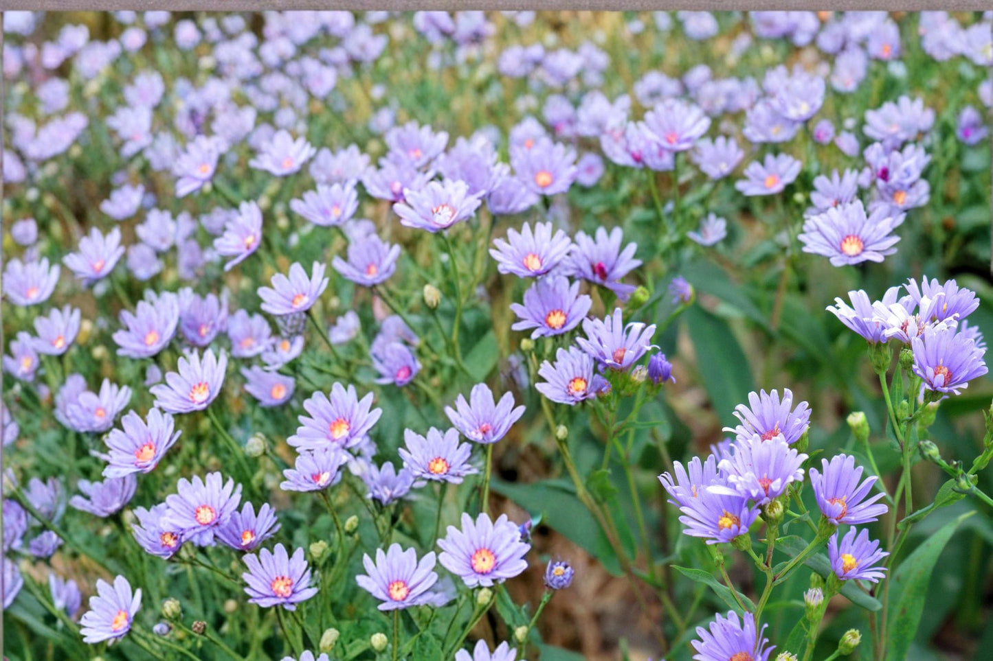 Smooth Blue Aster Seeds - 100 Herbaceous Perennial Seeds - Symphyotrichum laeve - Blue to Lavender Flowers for Prairie Gardens