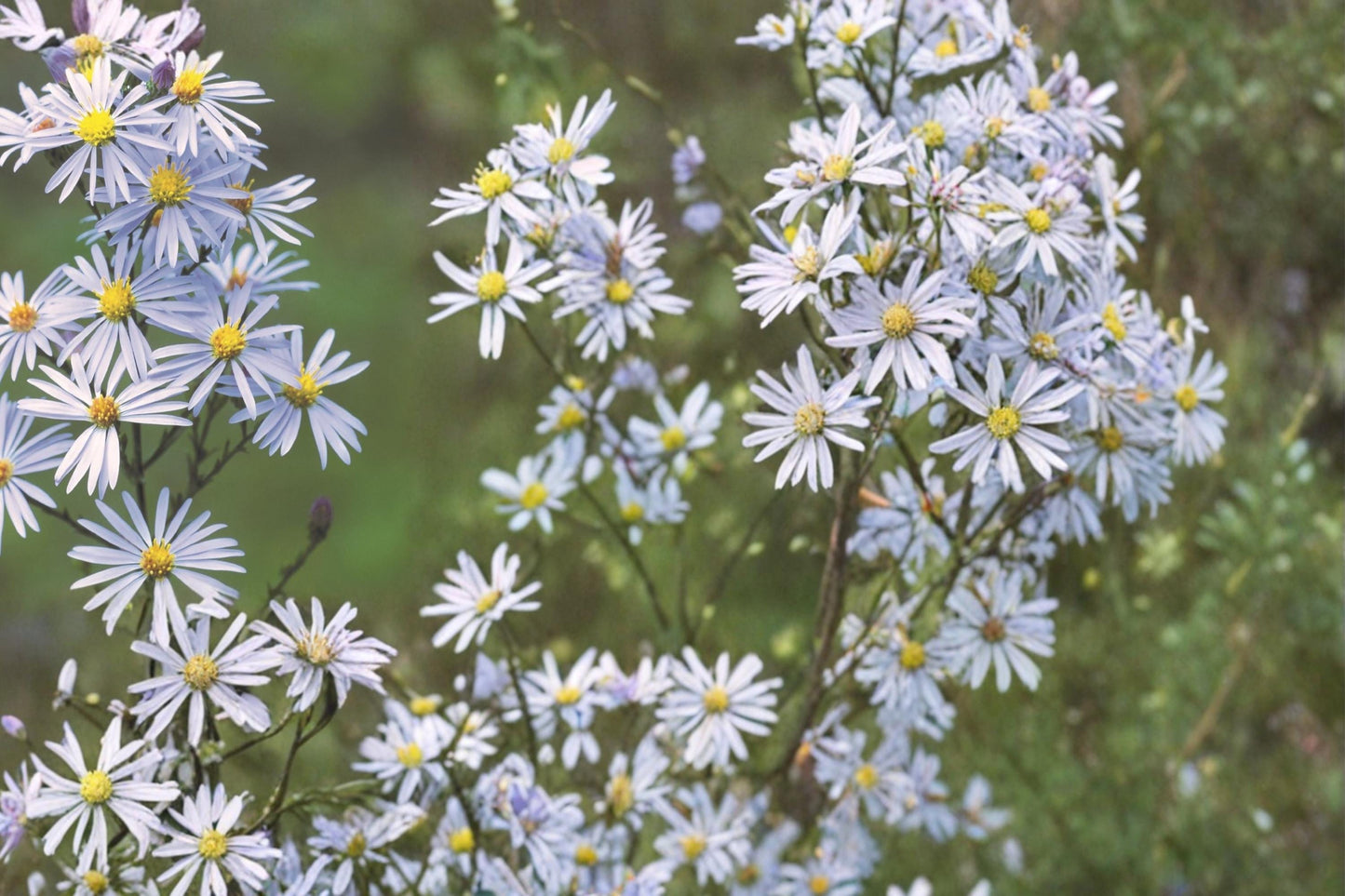 Sky Blue Aster Seeds - 100 Count - Symphyotrichum oolentangiense - Herbaceous Perennial with Soft Blue Flowers and Yellow Centers