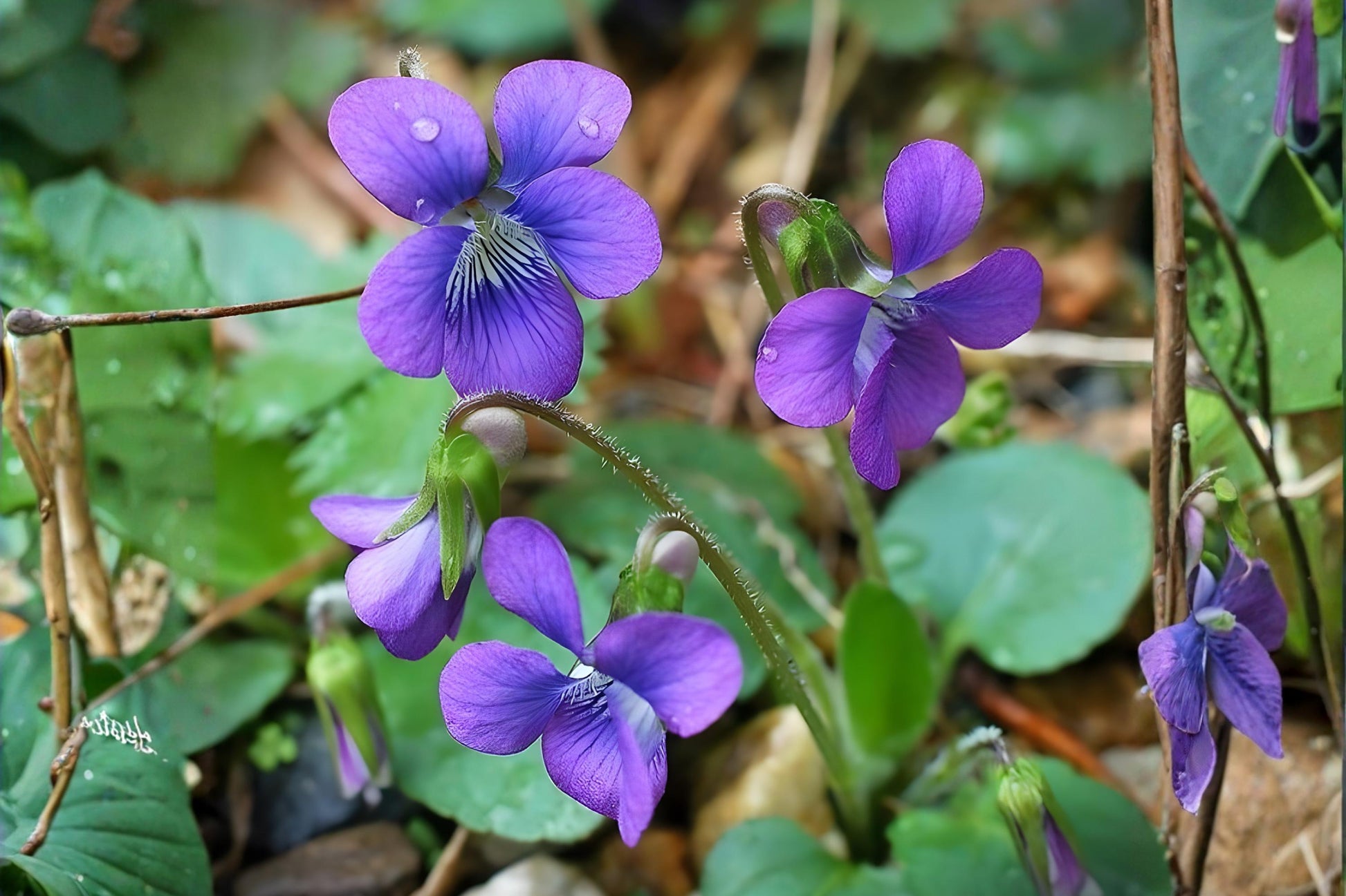 Common Blue Violet Seeds (25) - Viola sororia - Edible Wildflower with Blue-Violet Blooms, Ideal for Ground Cover and Pollinators