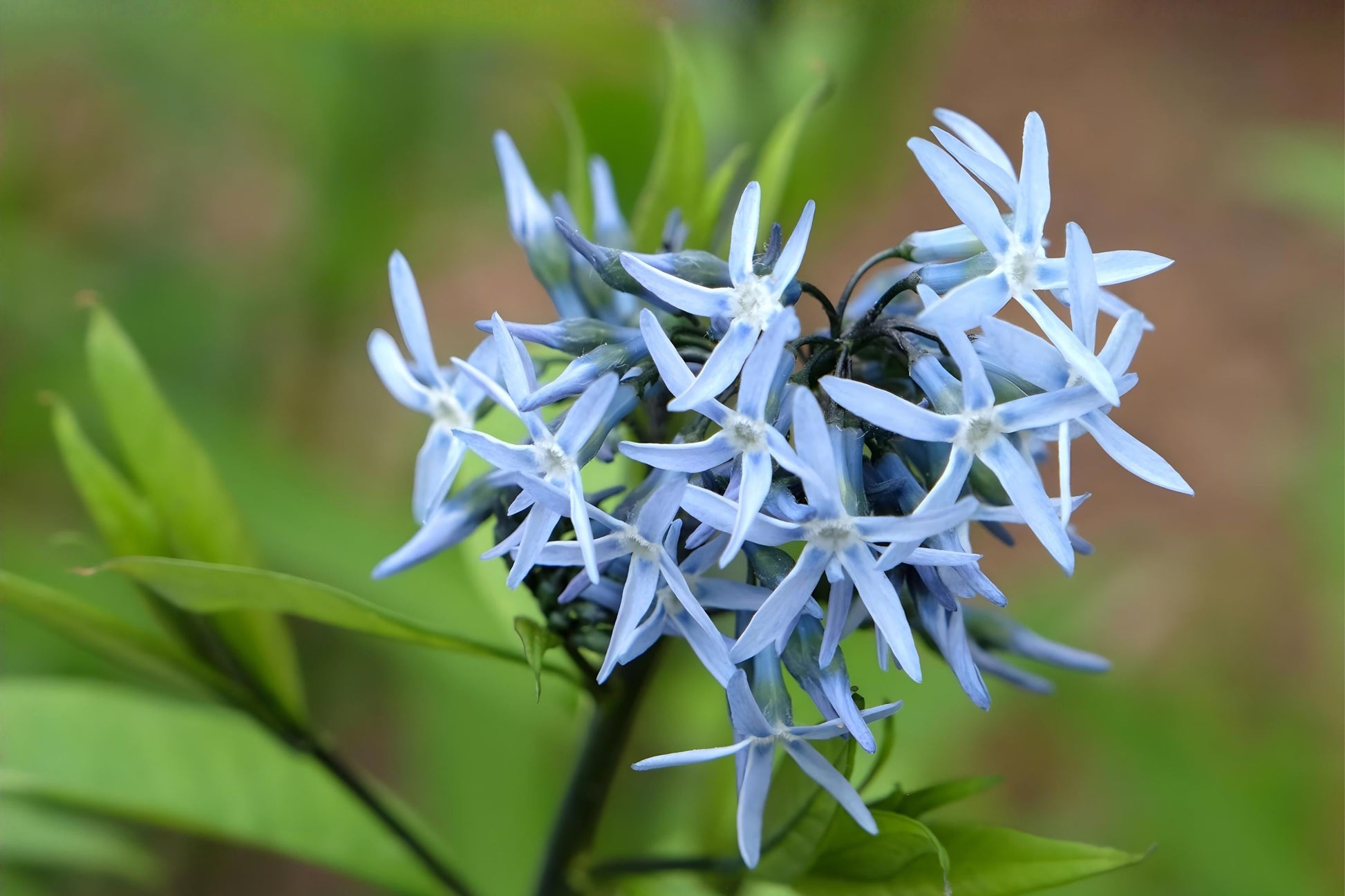 Ozark Bluestar Seeds (10) - Blue Flower Native Perennial - Amsonia illustris - Drought Tolerant, Pollinator Friendly