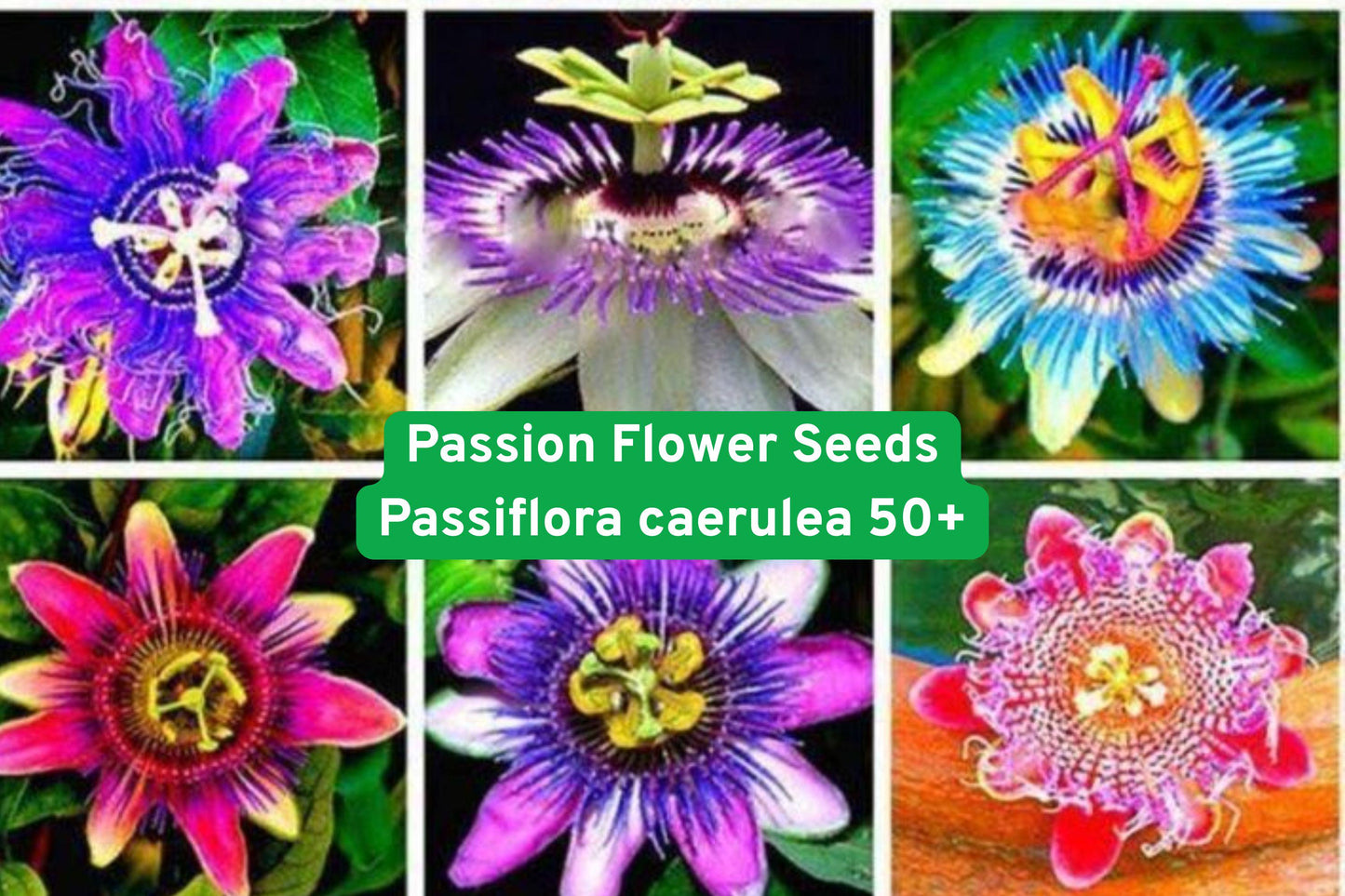 Passion Flower Seeds 50+ | Exotic Climbing Vine | Passiflora caerulea | Attracts Pollinators | Ideal for Trellises